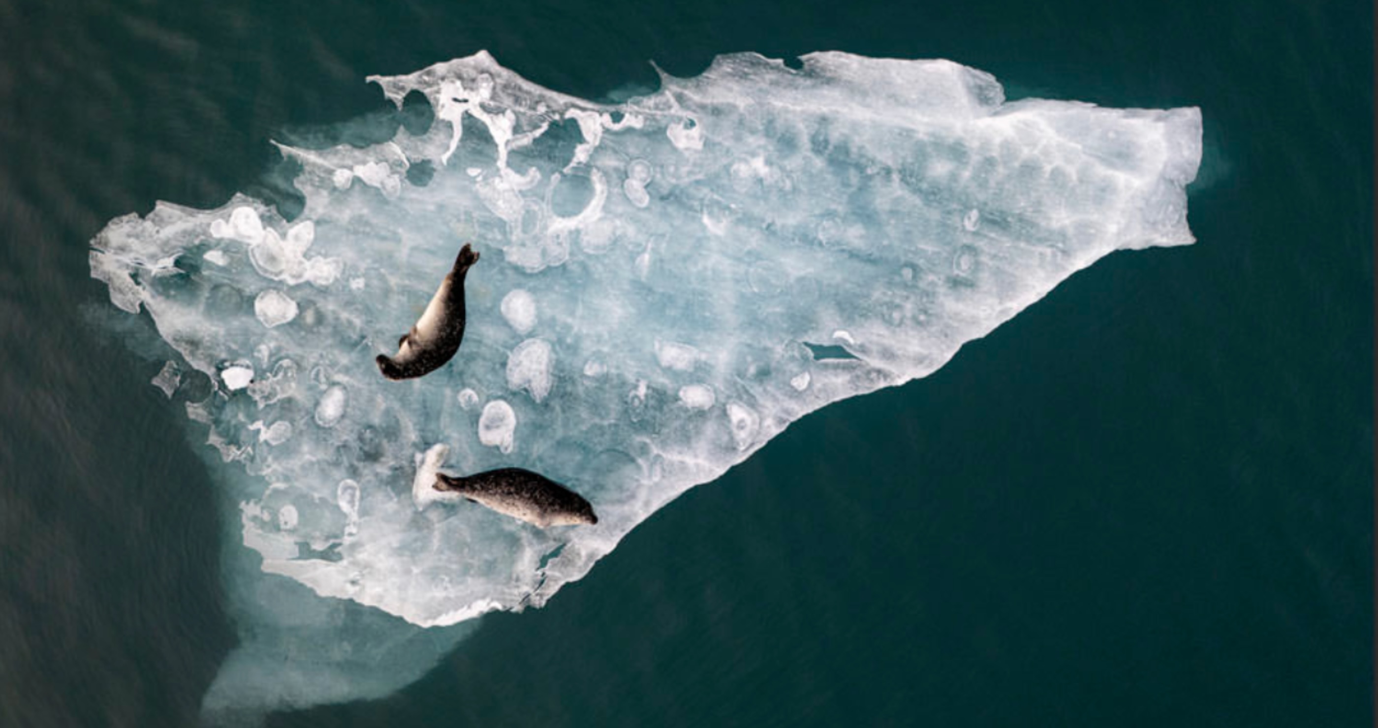 two seals lounging on ice