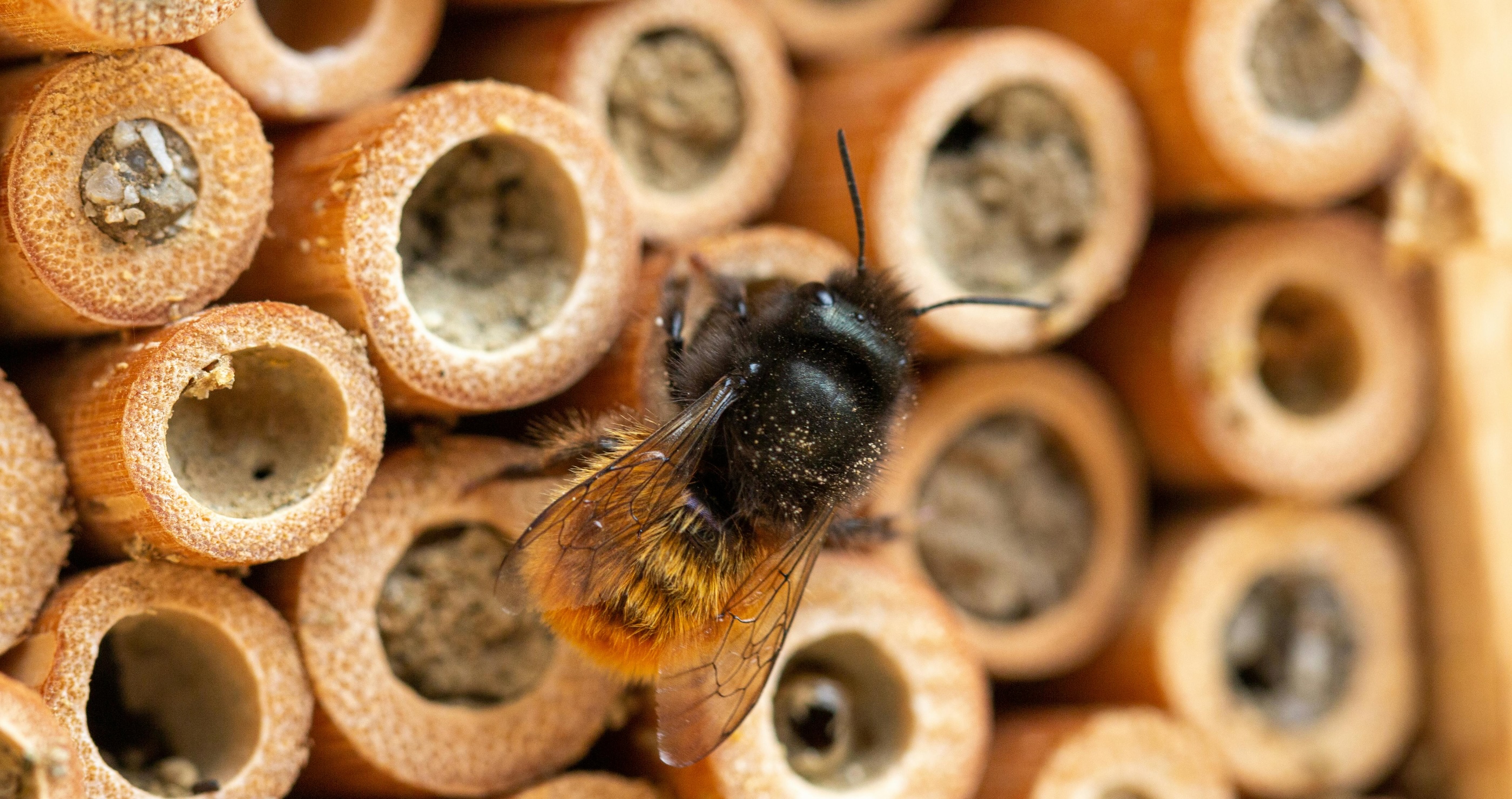 ways you can help honey bees from your own home build a bee habitat
