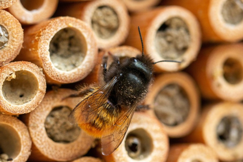 ways you can help honey bees from your own home build a bee habitat