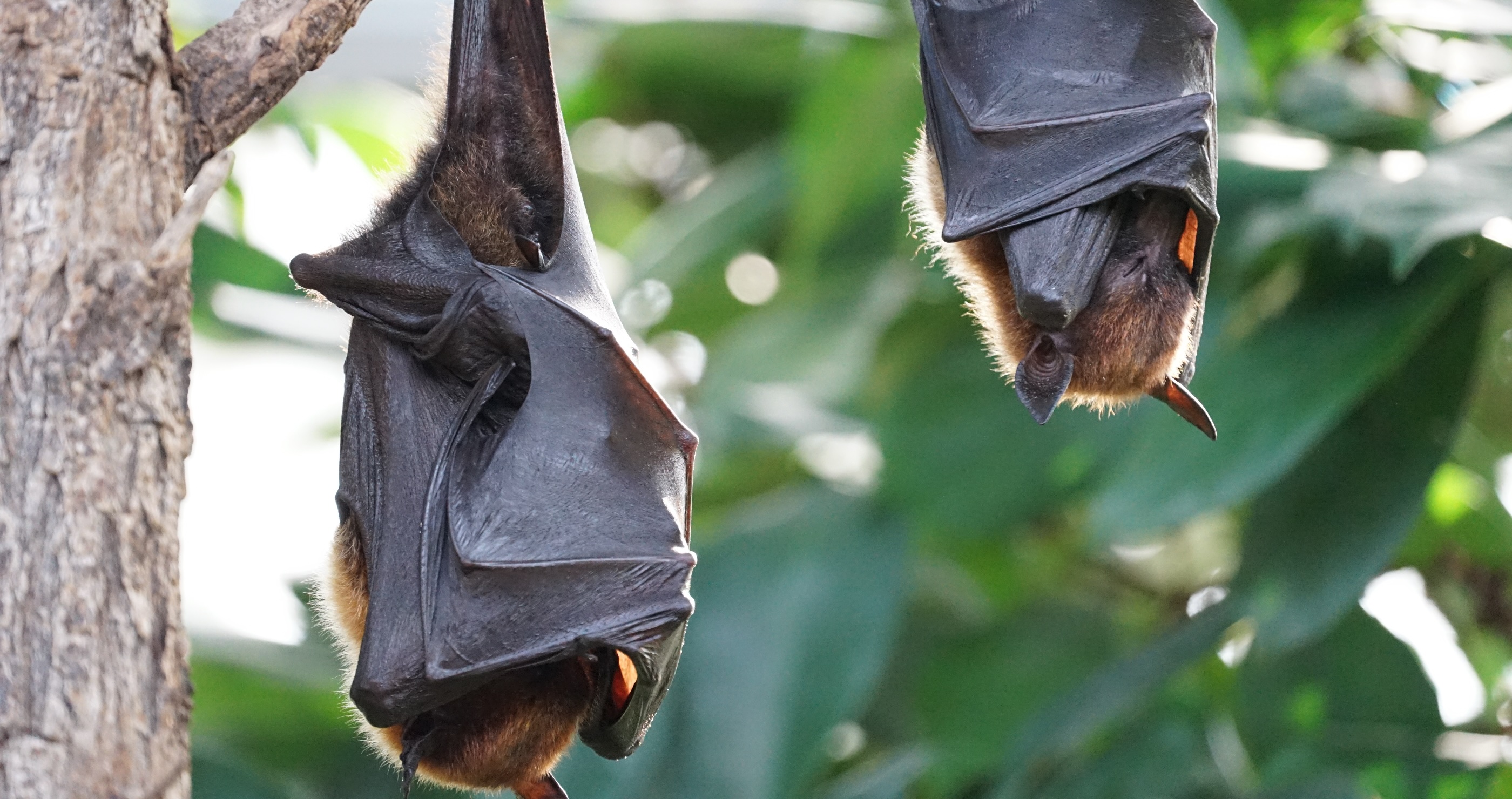 why bats hang upside down