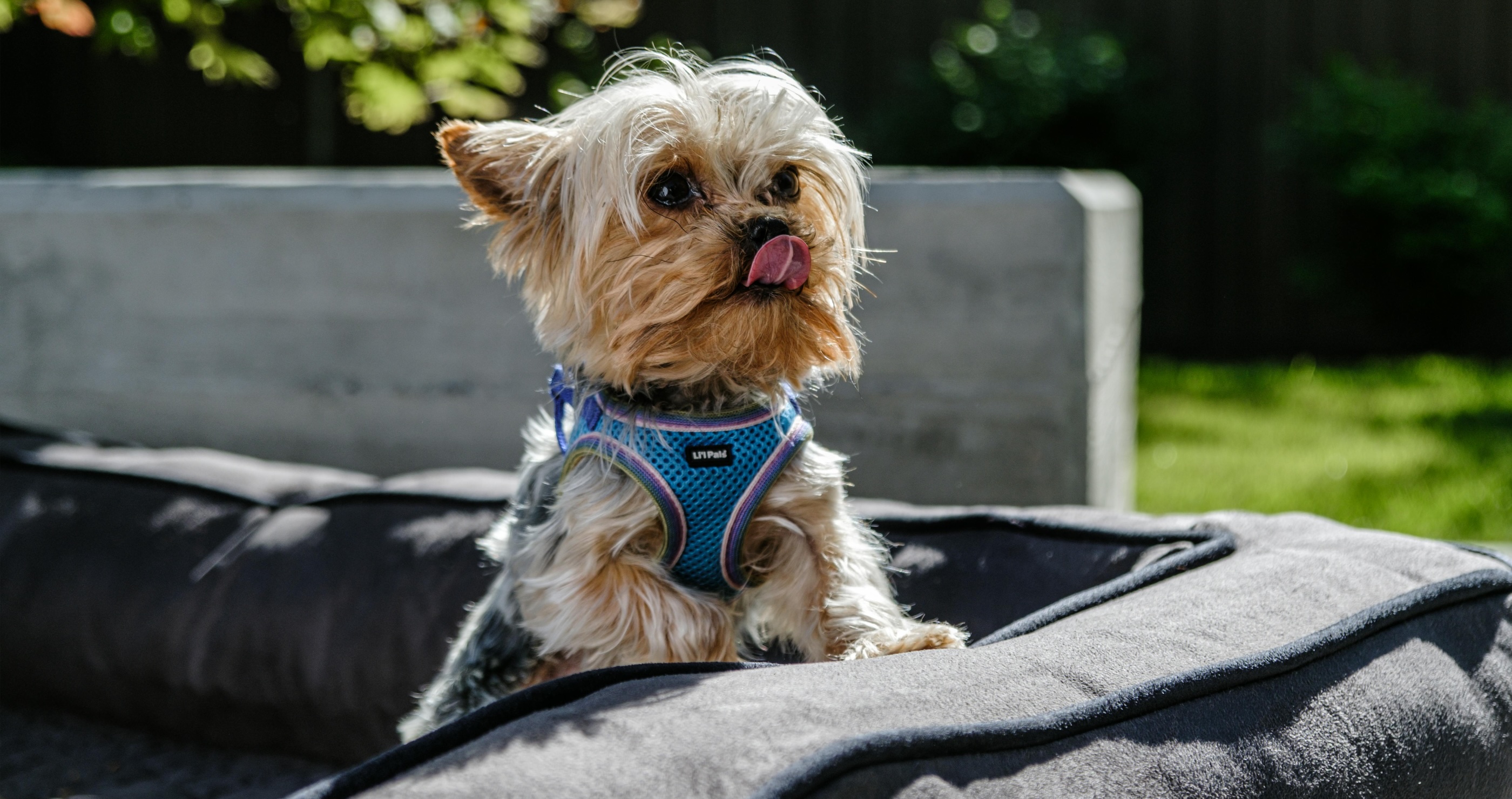 yorkie