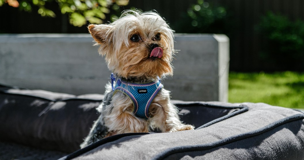 yorkie