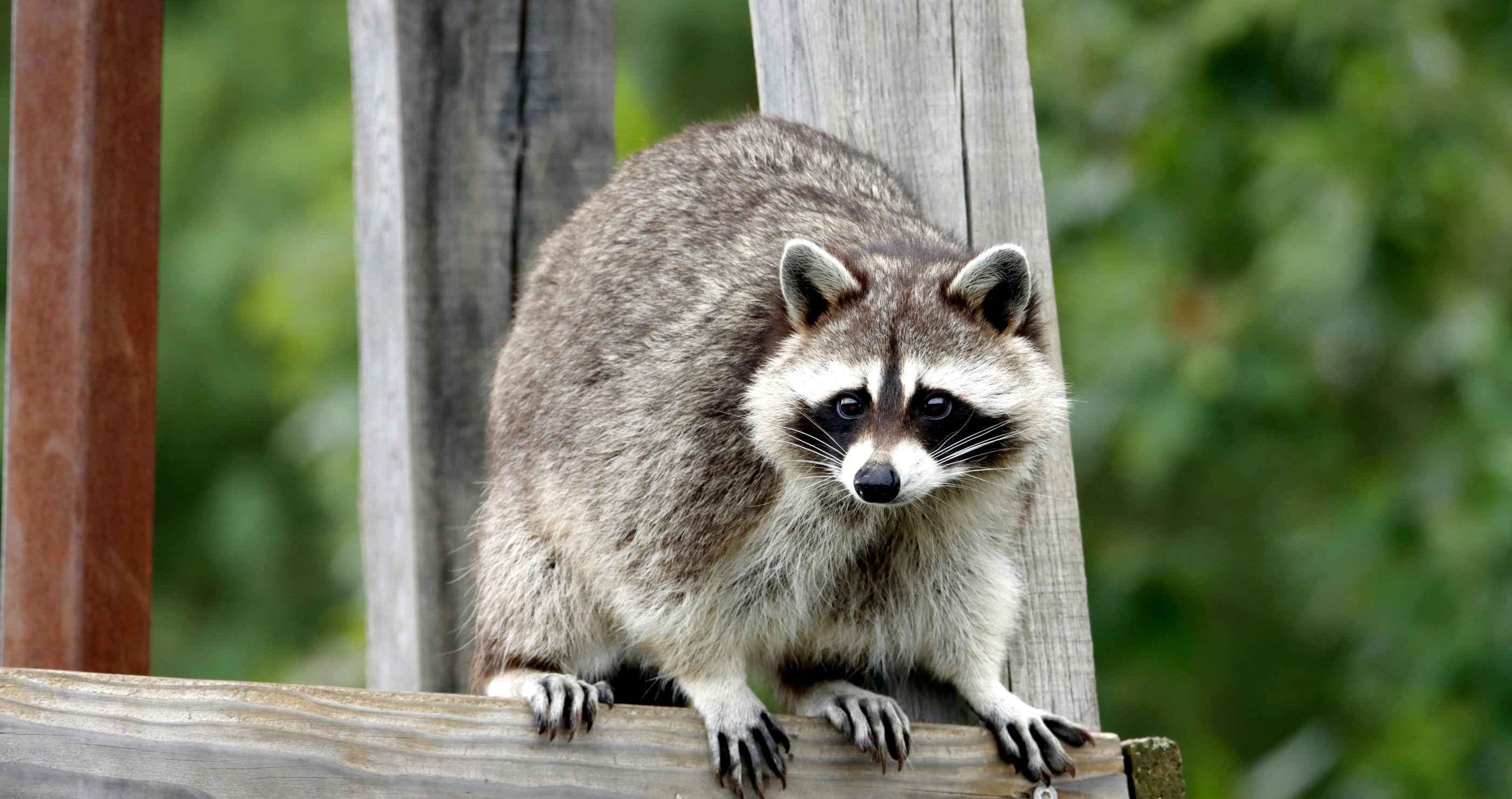 10 Animals You Should Watch Out For On A Hike And How To Prepare For Them raccoon