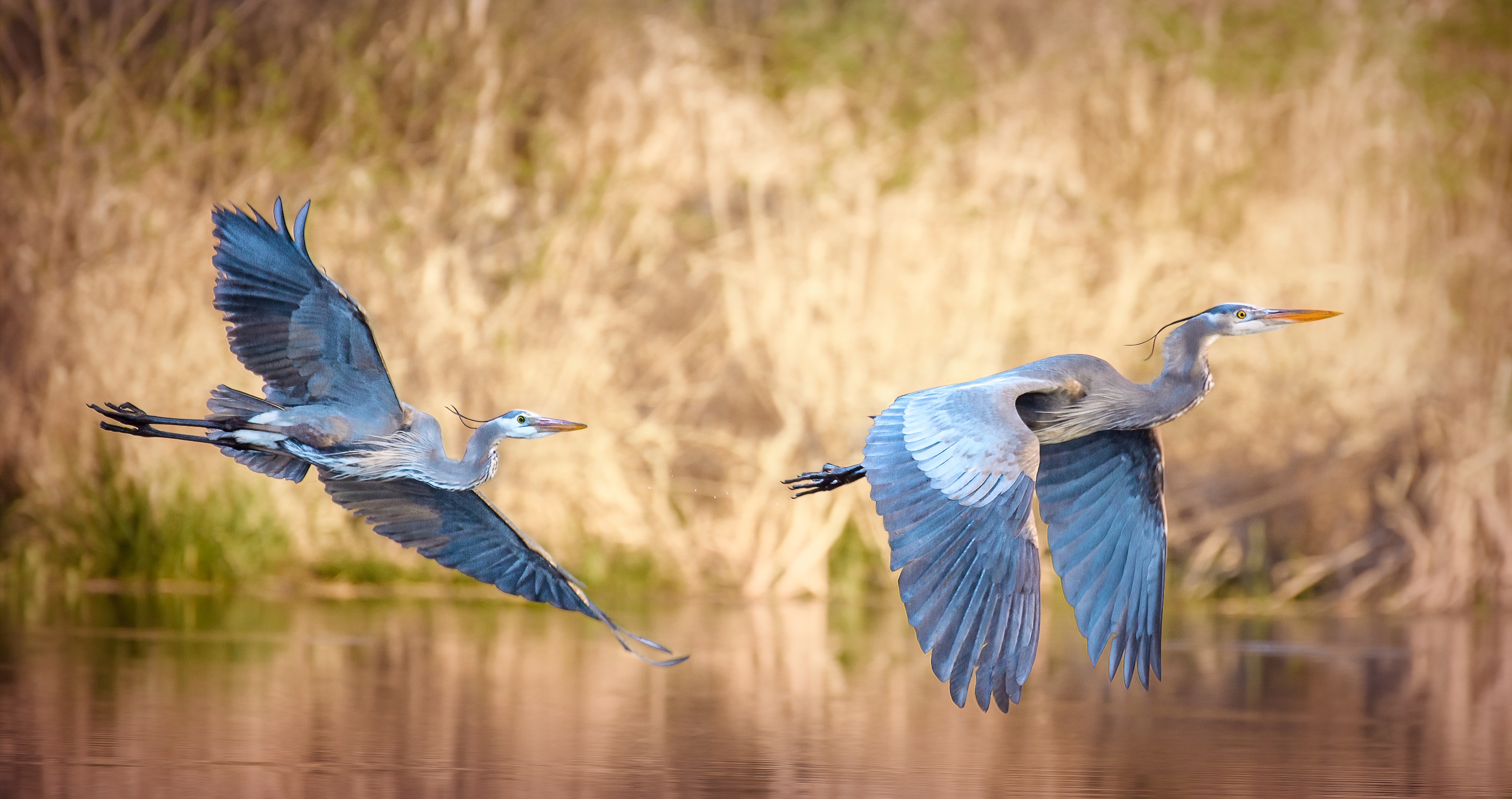 10 Best Places To Experience Wildlife In The US spot blue herons in Tennesse