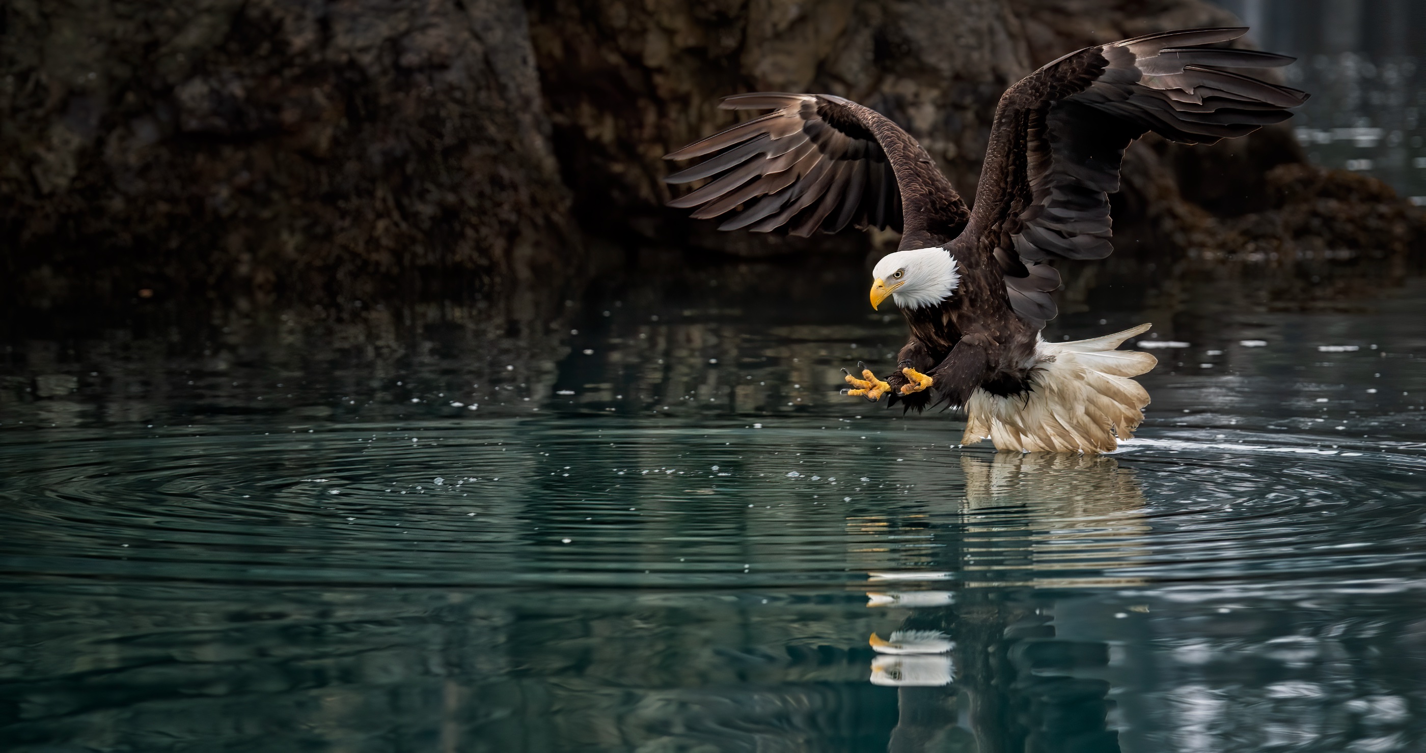 10 Best Places To Experience Wildlife In The US bald eagle swooping down in Alaska 