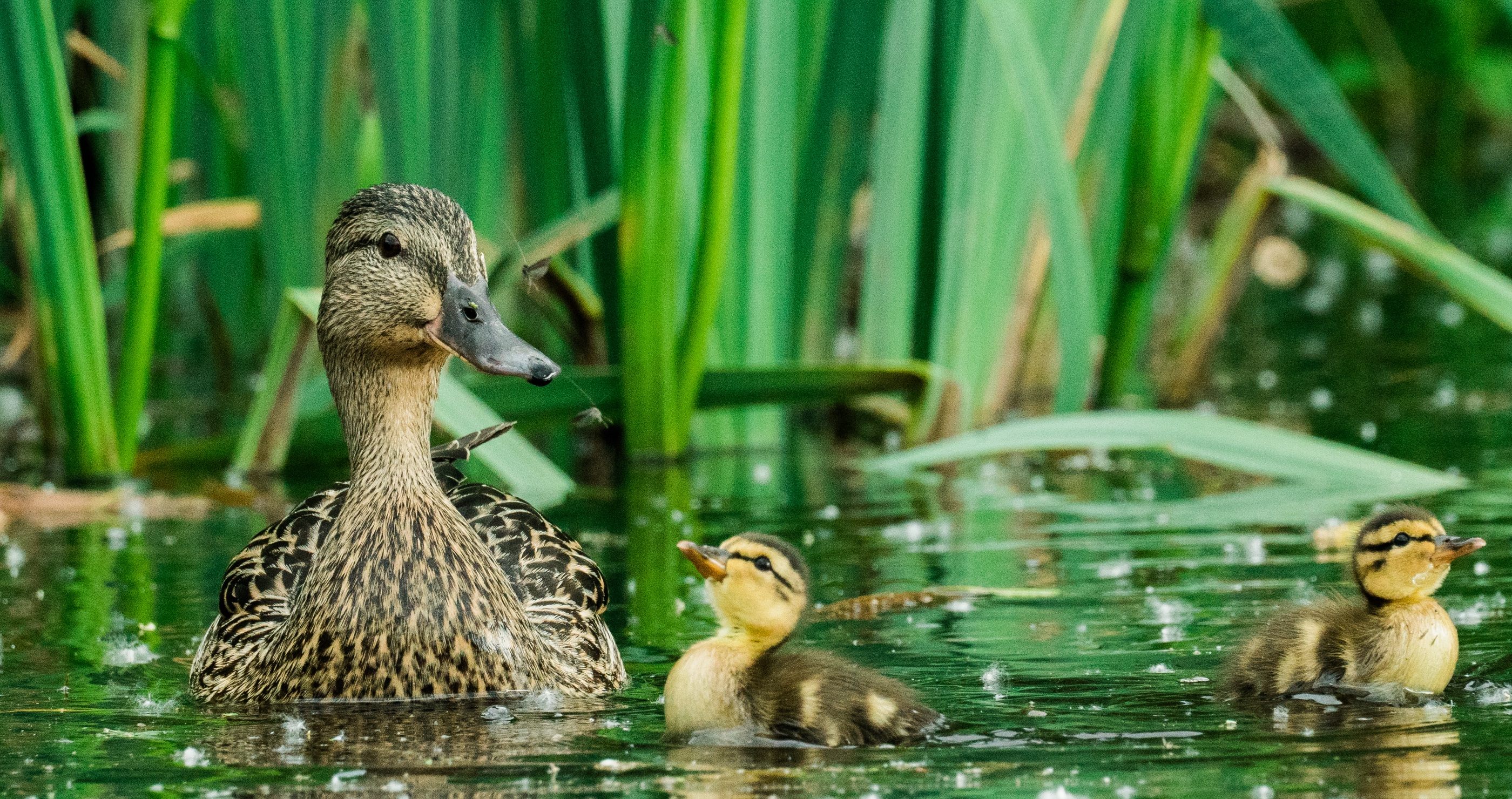 10 Facts About Ducks That Make These Waterfowl Fascinating