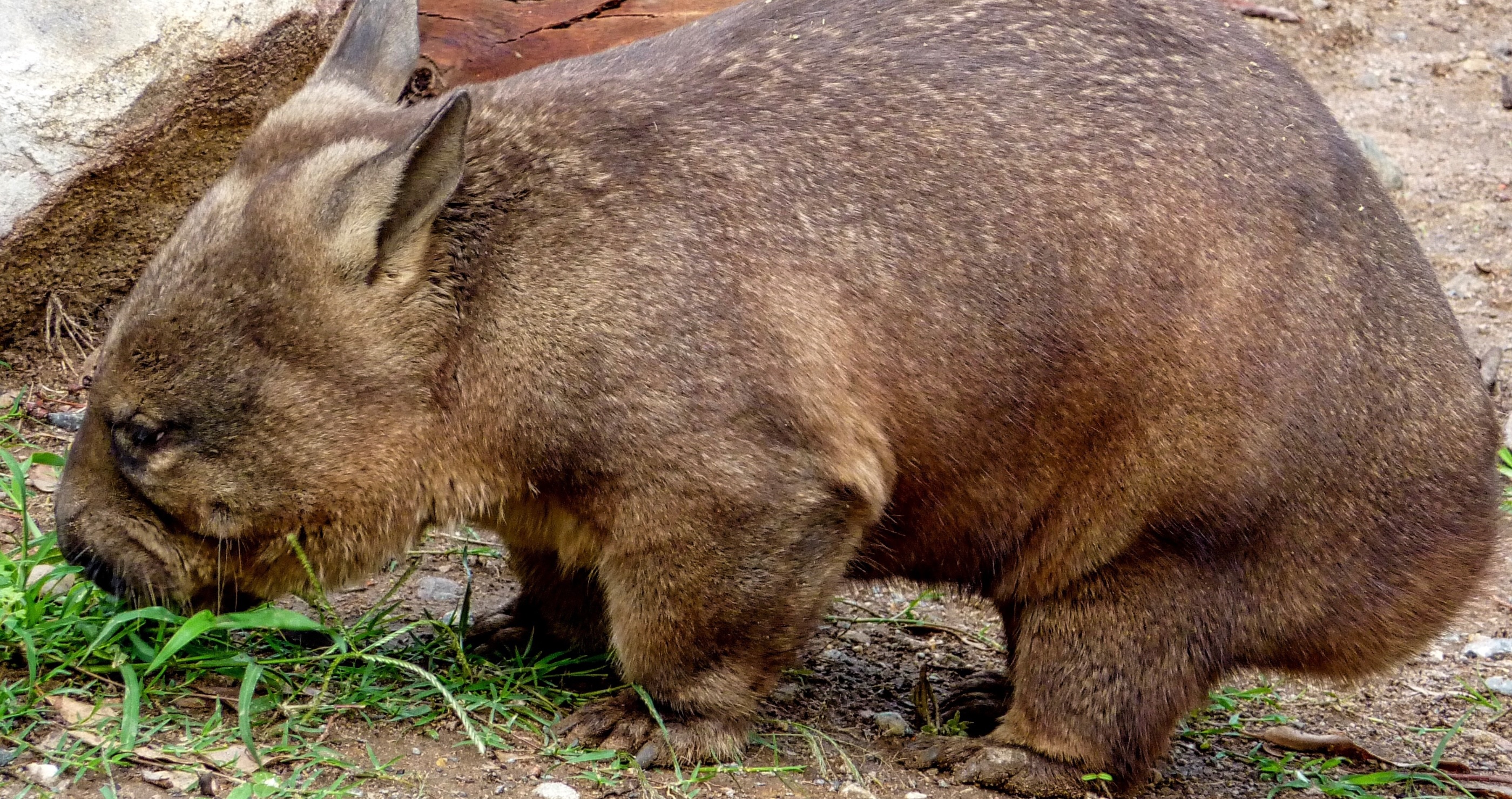 10 Facts About The Wombat I Bet You Never Knew