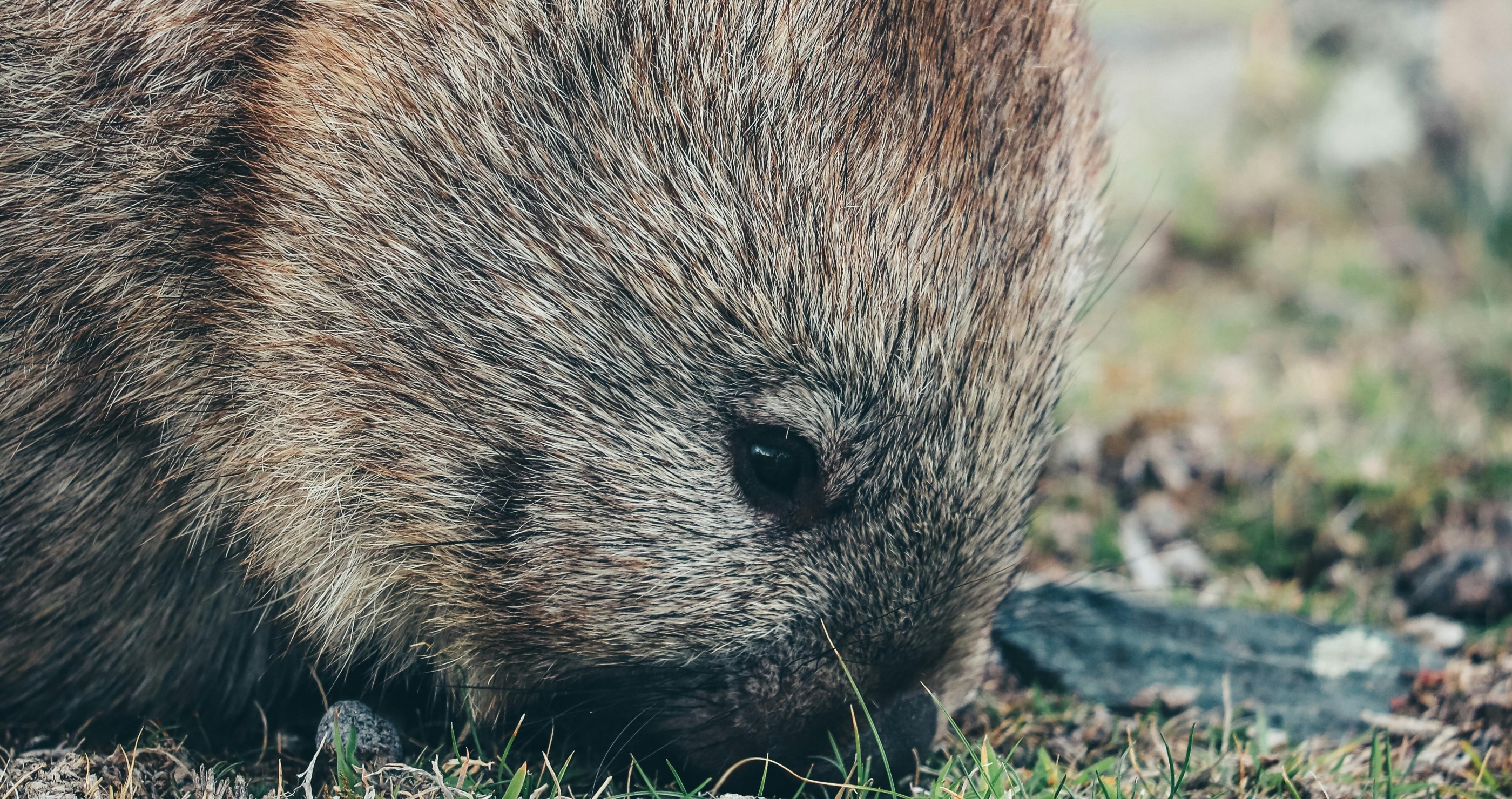 10 Facts About The Wombat I Bet You Never Knew