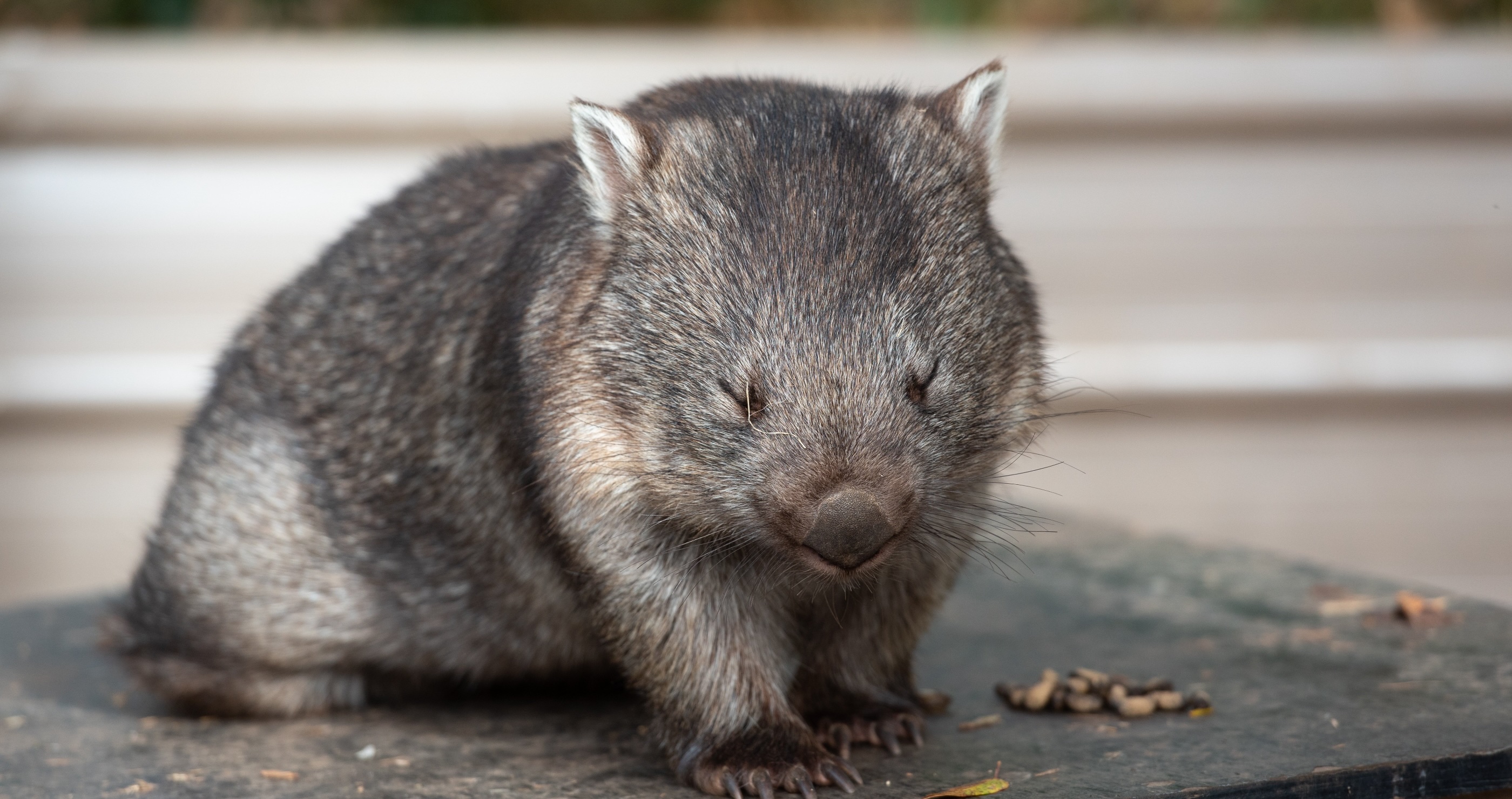 10 wombat facts that will impress you