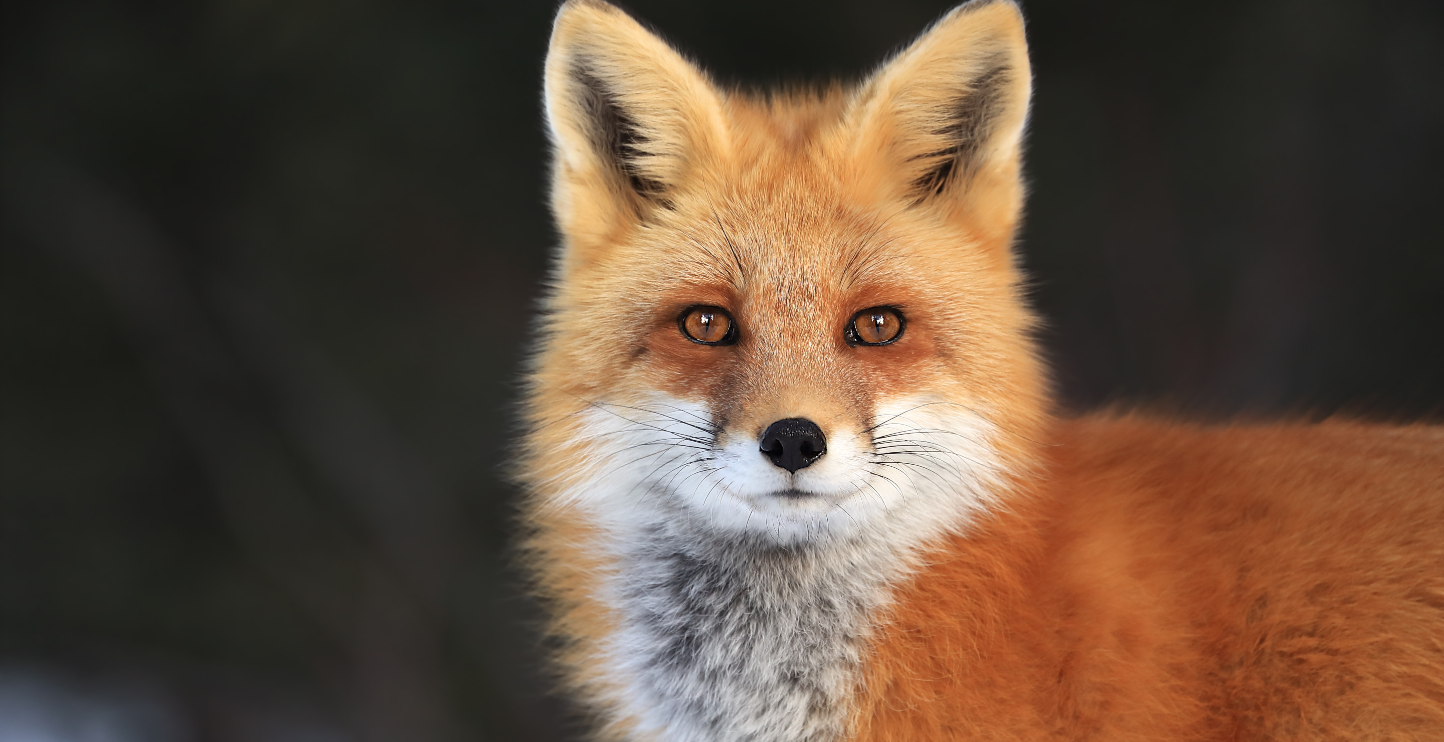 2 People Attacked by Rabid Fox After Mistaking It For Injured Cat