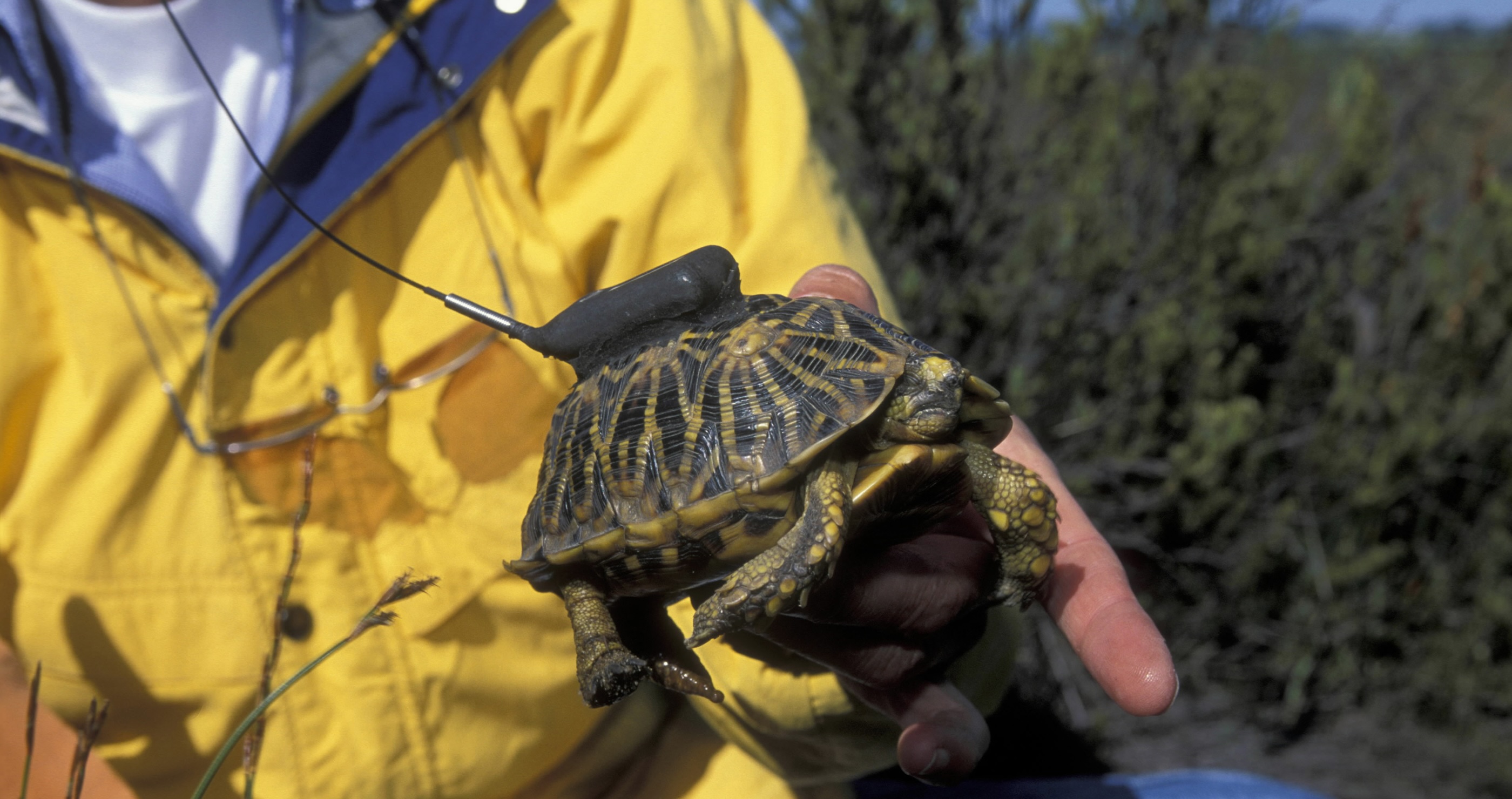 20 Animals On The Brink Of Extinction geometric tortoise