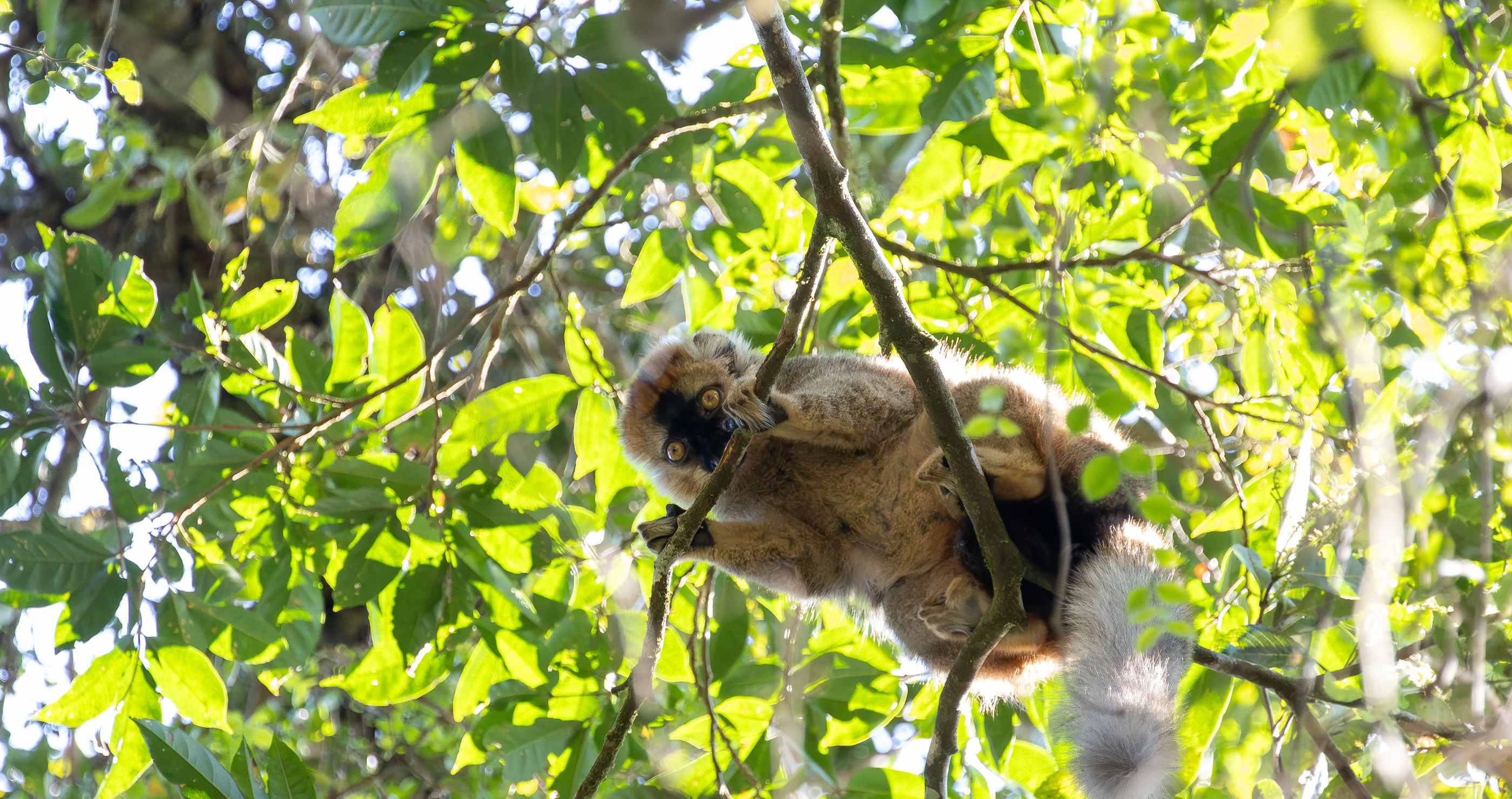 20 Animals On The Brink Of Extinction golden bamboo lemur