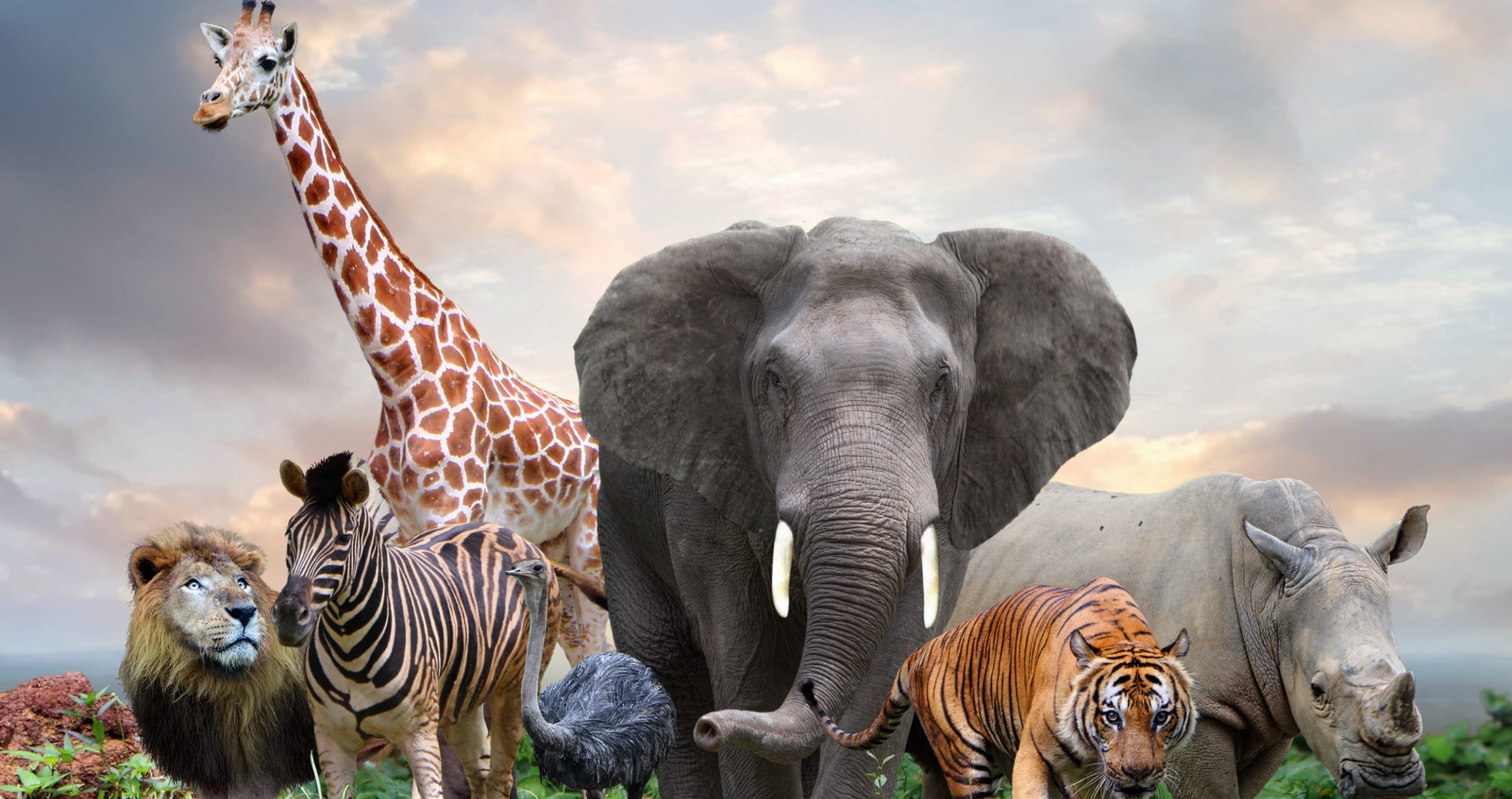 20 Animals On The Brink Of Extinction