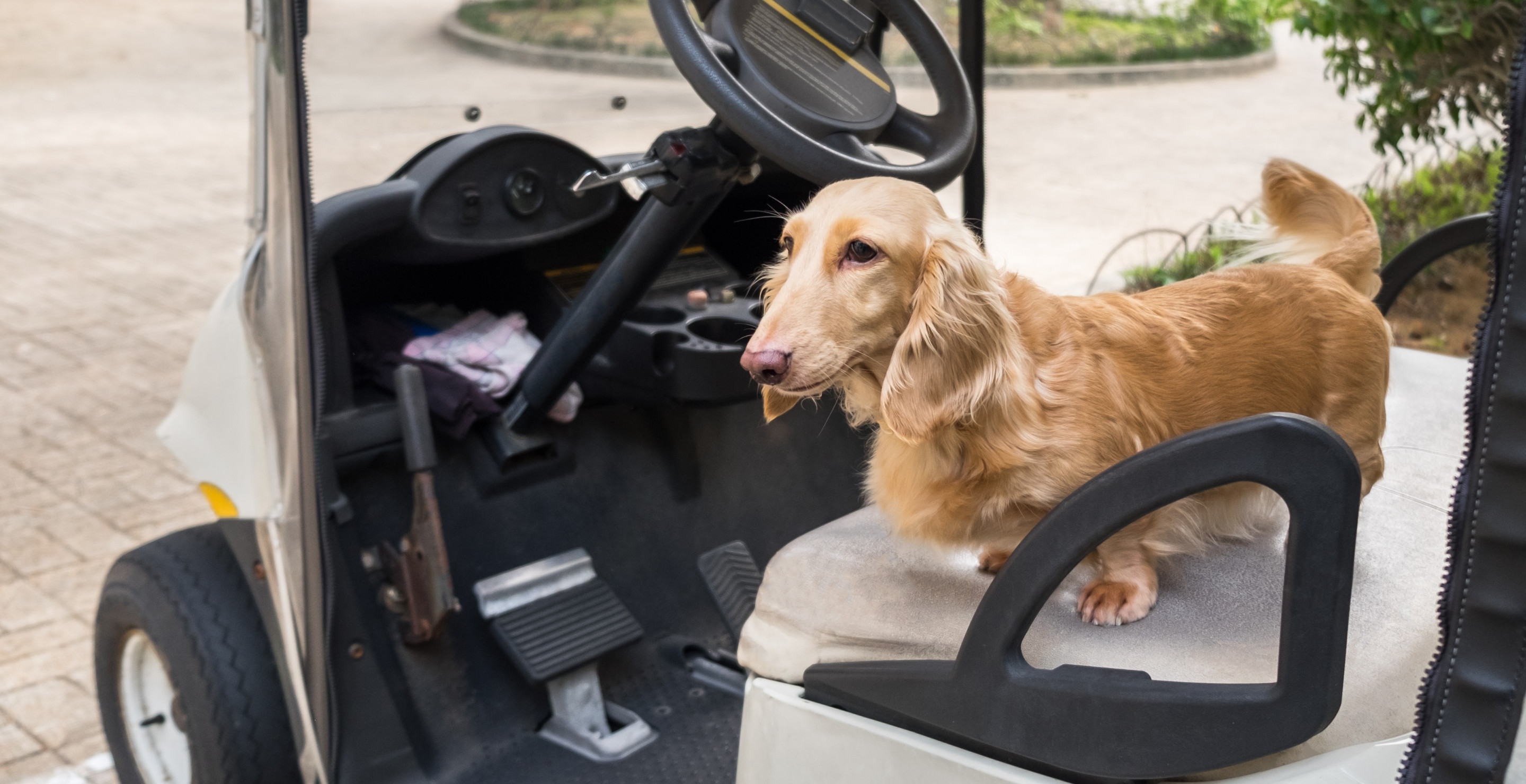 Actor's Dog Drives Golf Cart Into Her Car In Story That Has To Be Seen To Be Believed