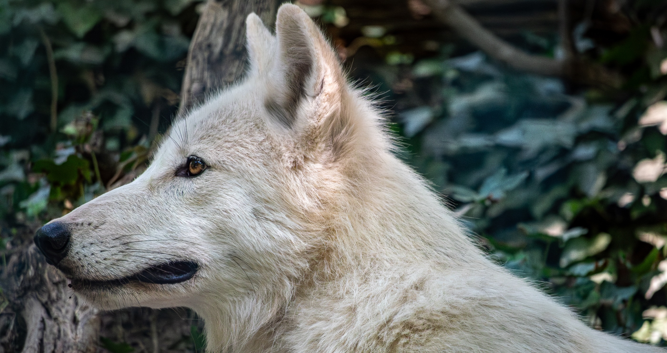 Adorable Video Shares The Moment That The 3 Dire Wolves Brought Back From Extinction Meet For The First Time