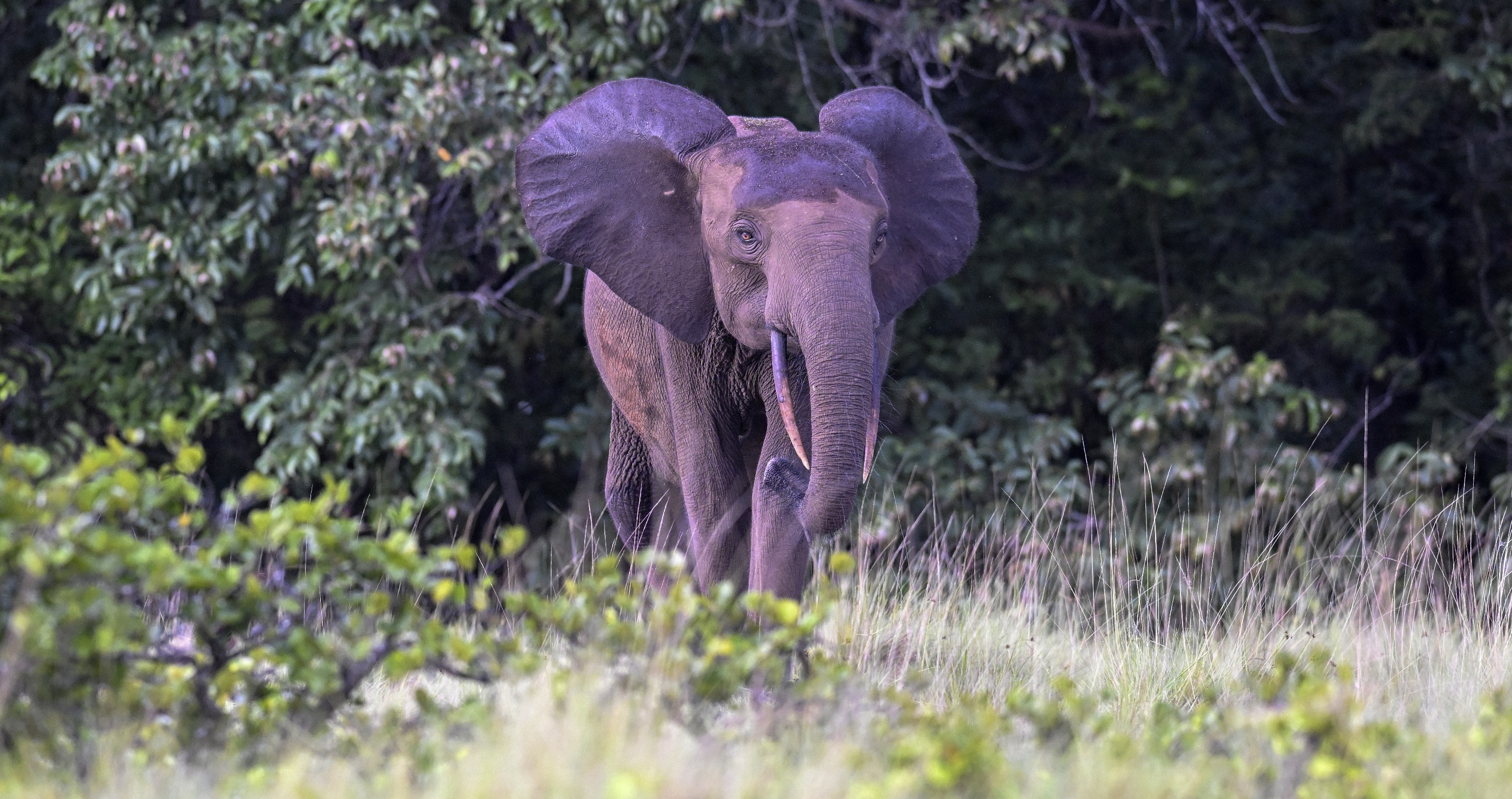 African forest elephant