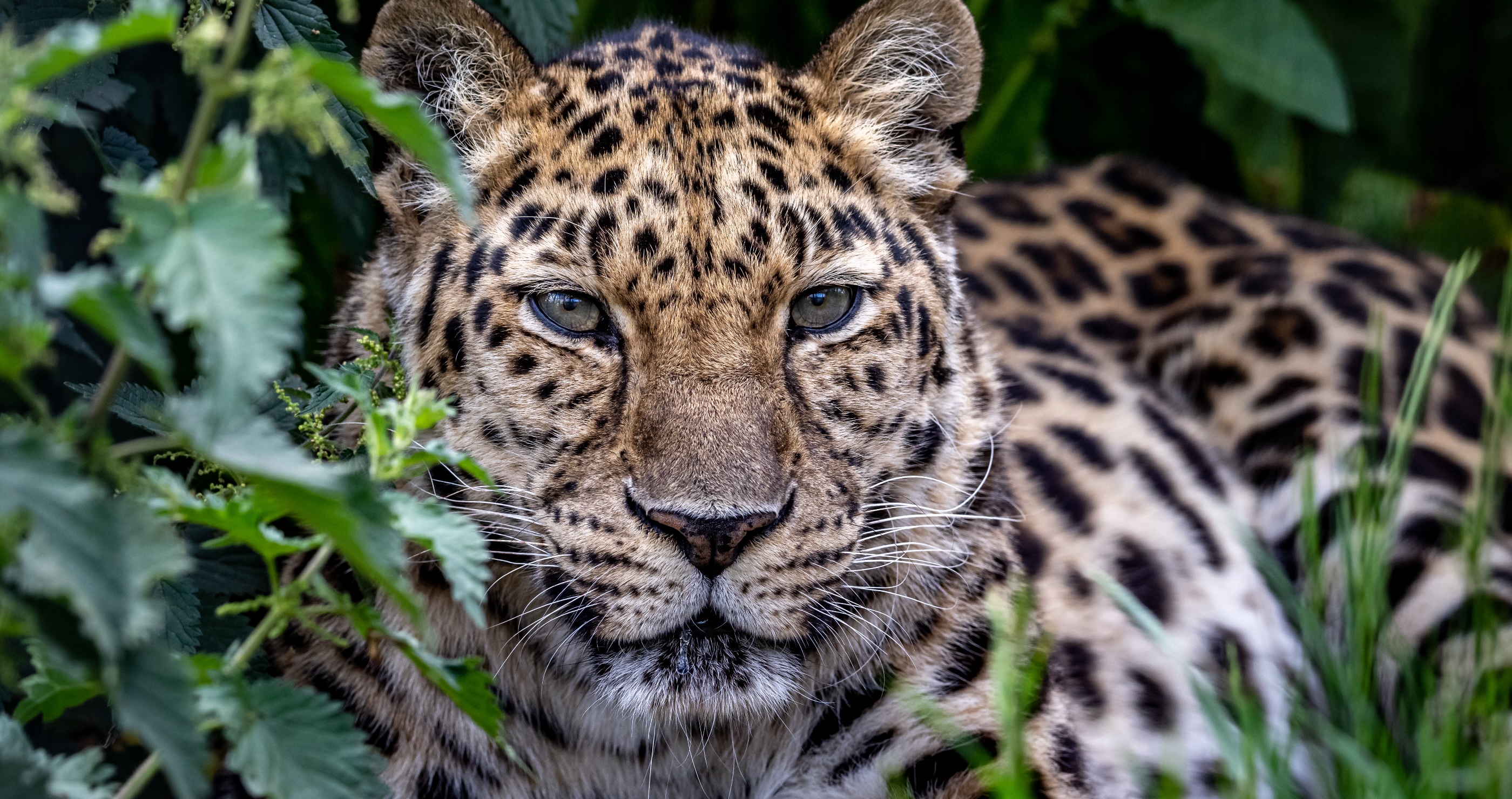 Amur Leopard one of the animals on the brink of extinction