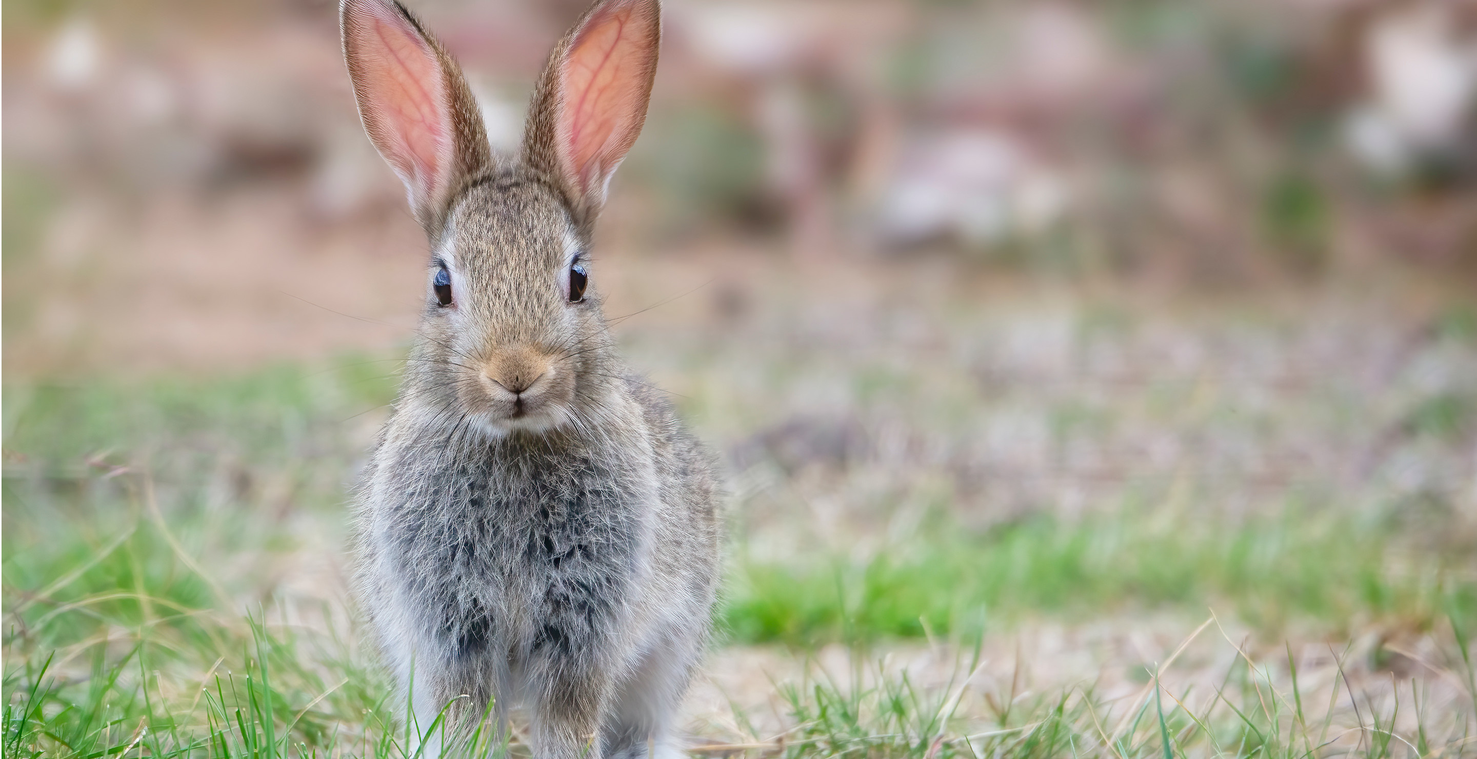 Are Those Rabbits With Strange Looking Horns Contagious To Humans? Experts Weigh In