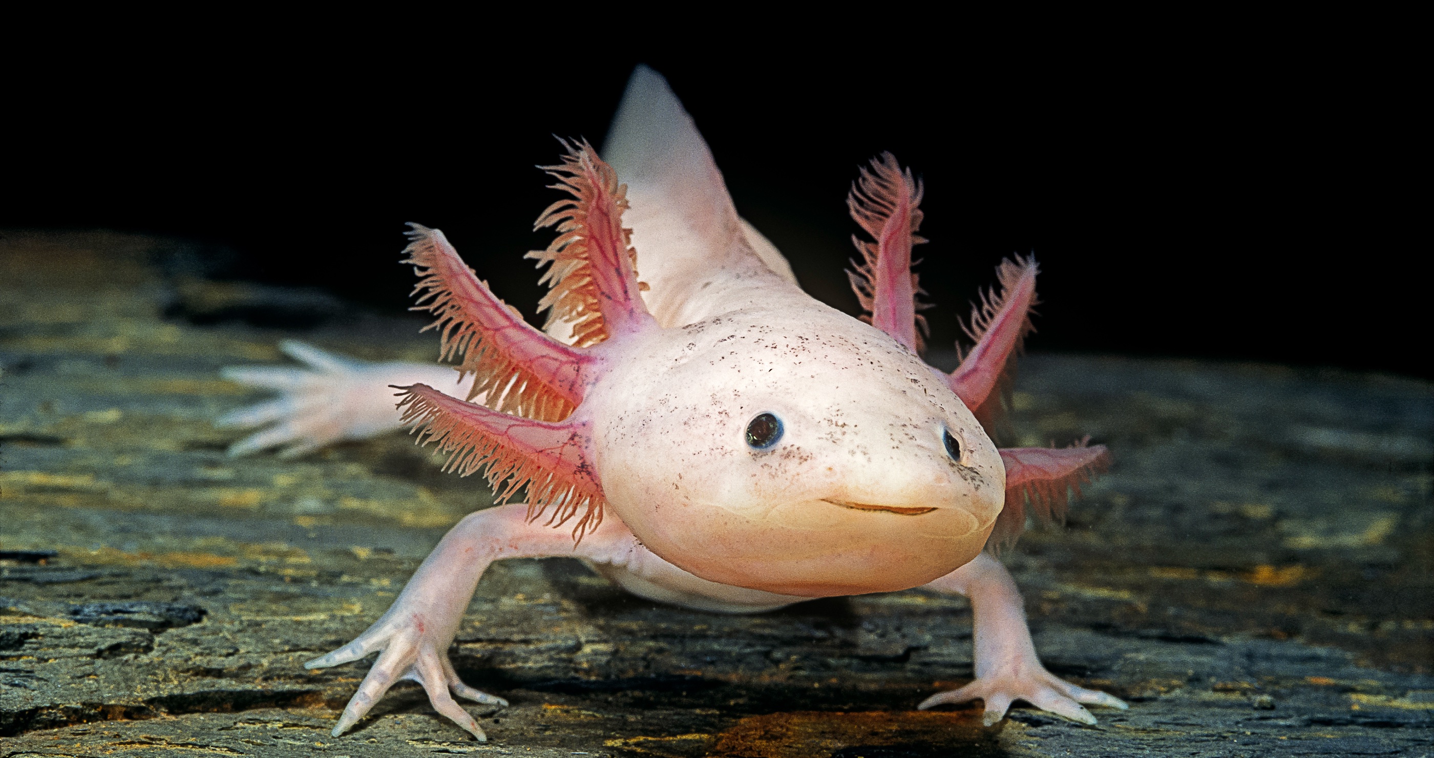 Beloved Axolotls Are On The Brink Of Extinction