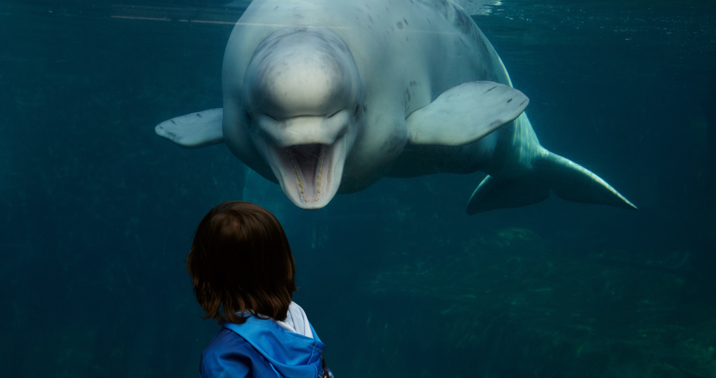Beluga Whale Attempts To Attack Aquarium Workers In Terrifying Footage