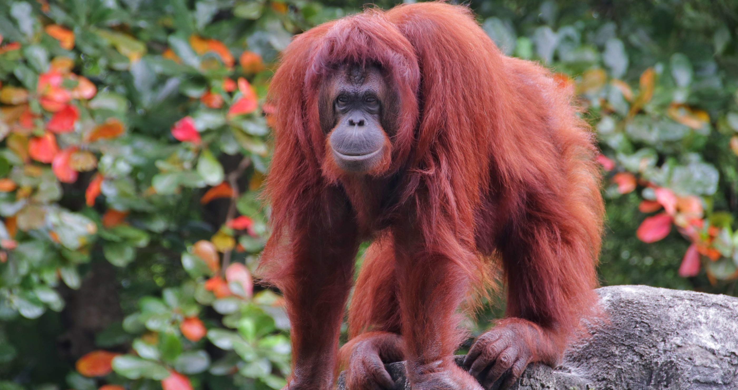 Bornean Organgutan