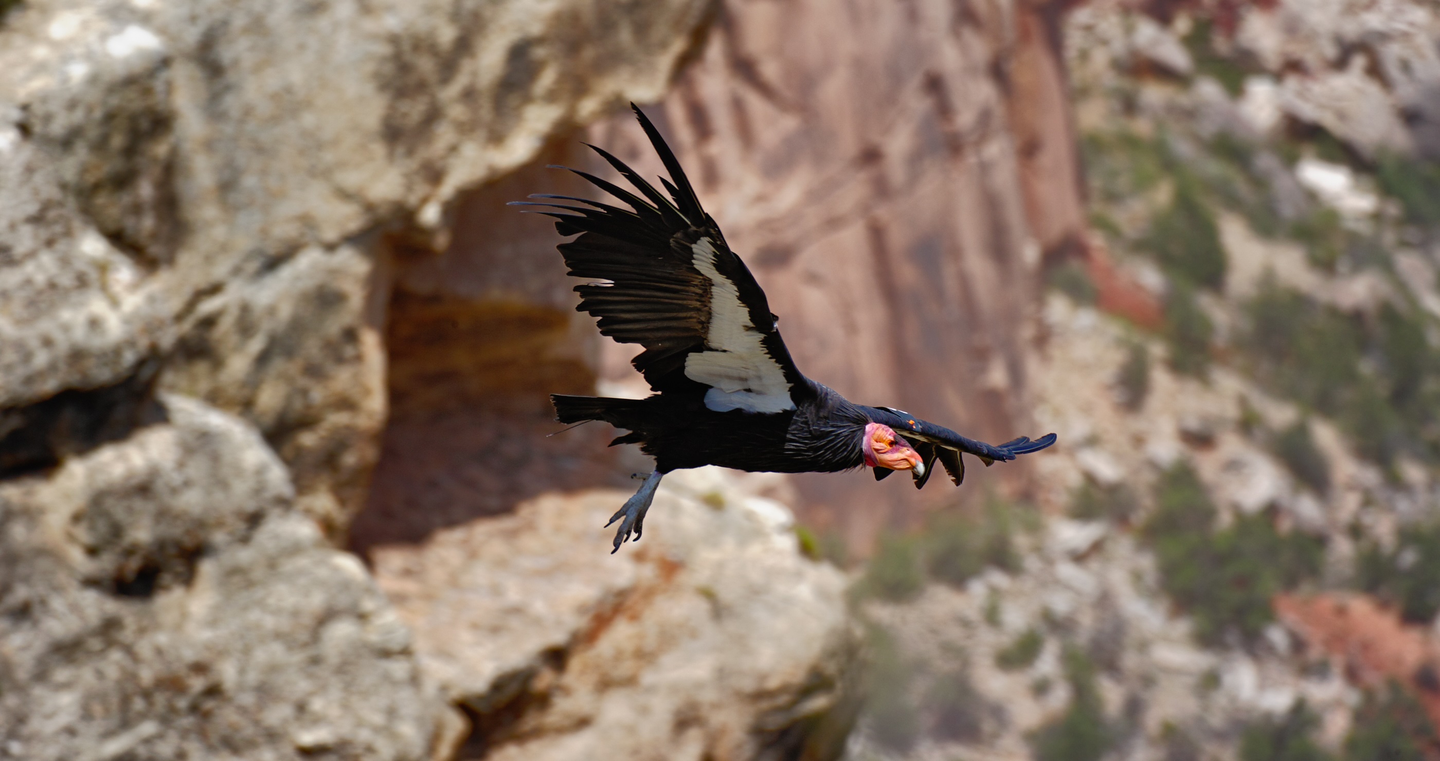 California Condor