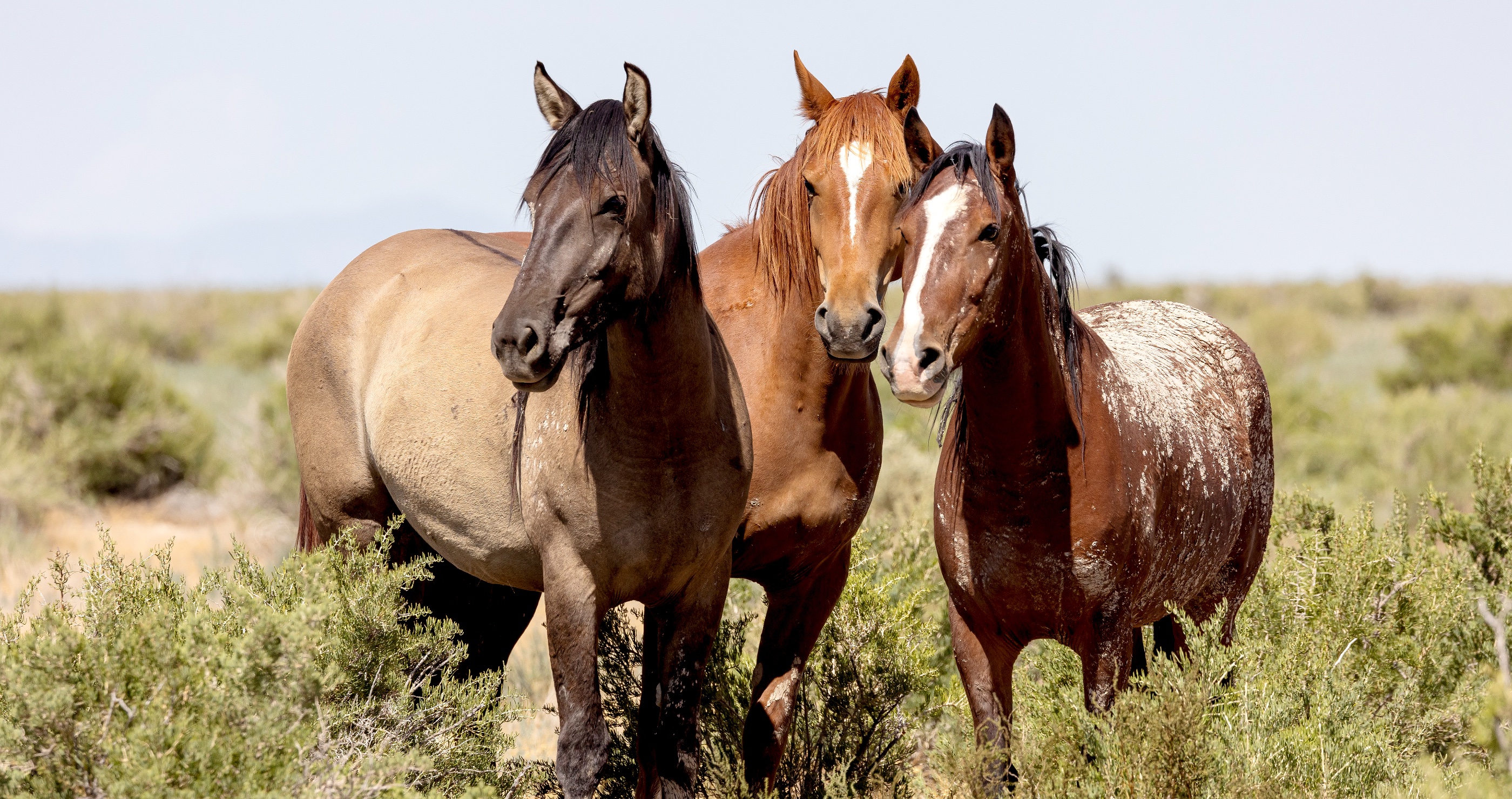 Colorado Attempts To Control Wild Mustang Population By Shooting The Horses With 'Birth-Control Darts'