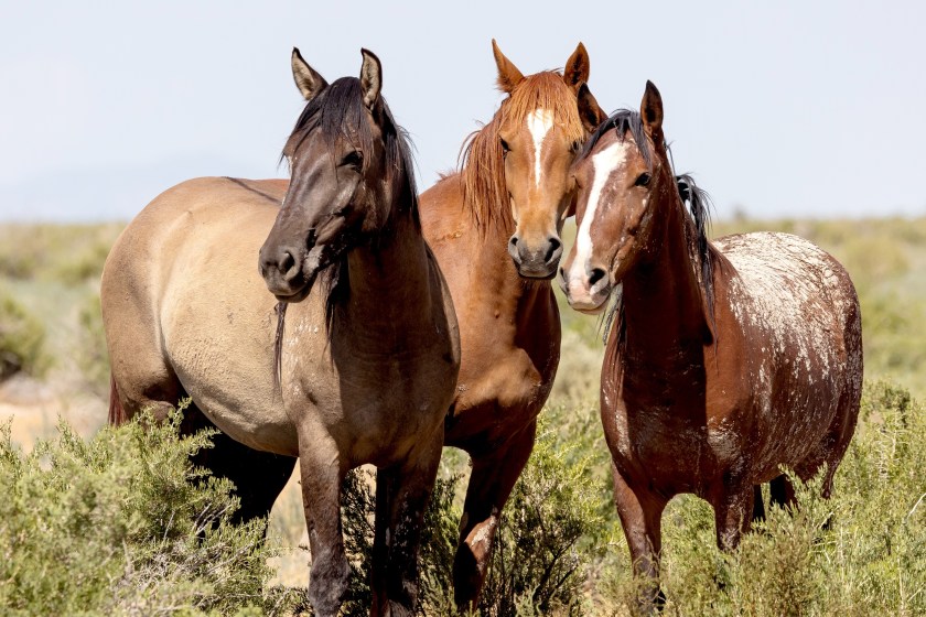 Colorado Attempts To Control Wild Mustang Population By Shooting The Horses With 'Birth-Control Darts'