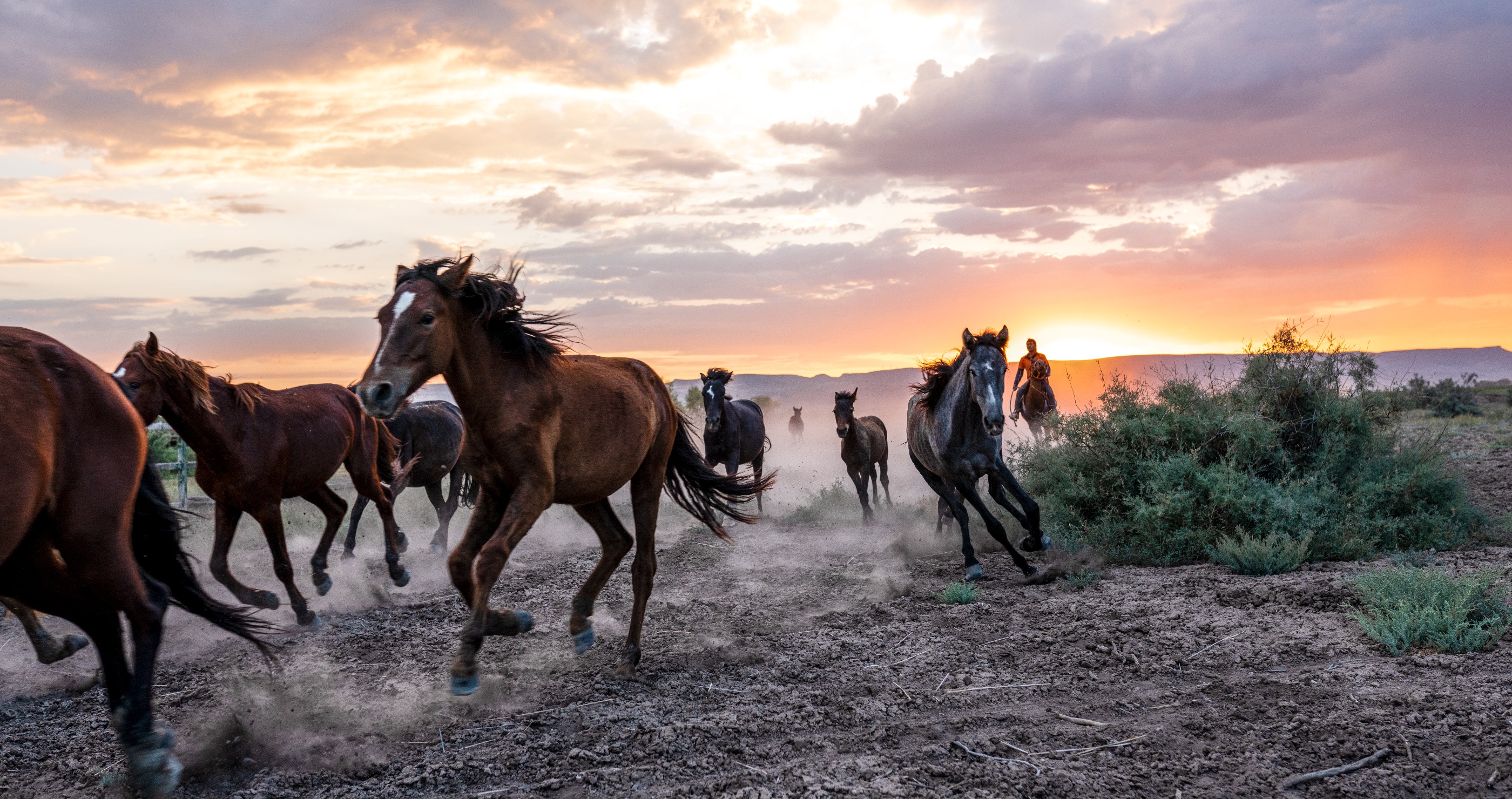 Colorado Attempts To Control Wild Mustang Population By Shooting The Horses With 'Birth-Control Darts'