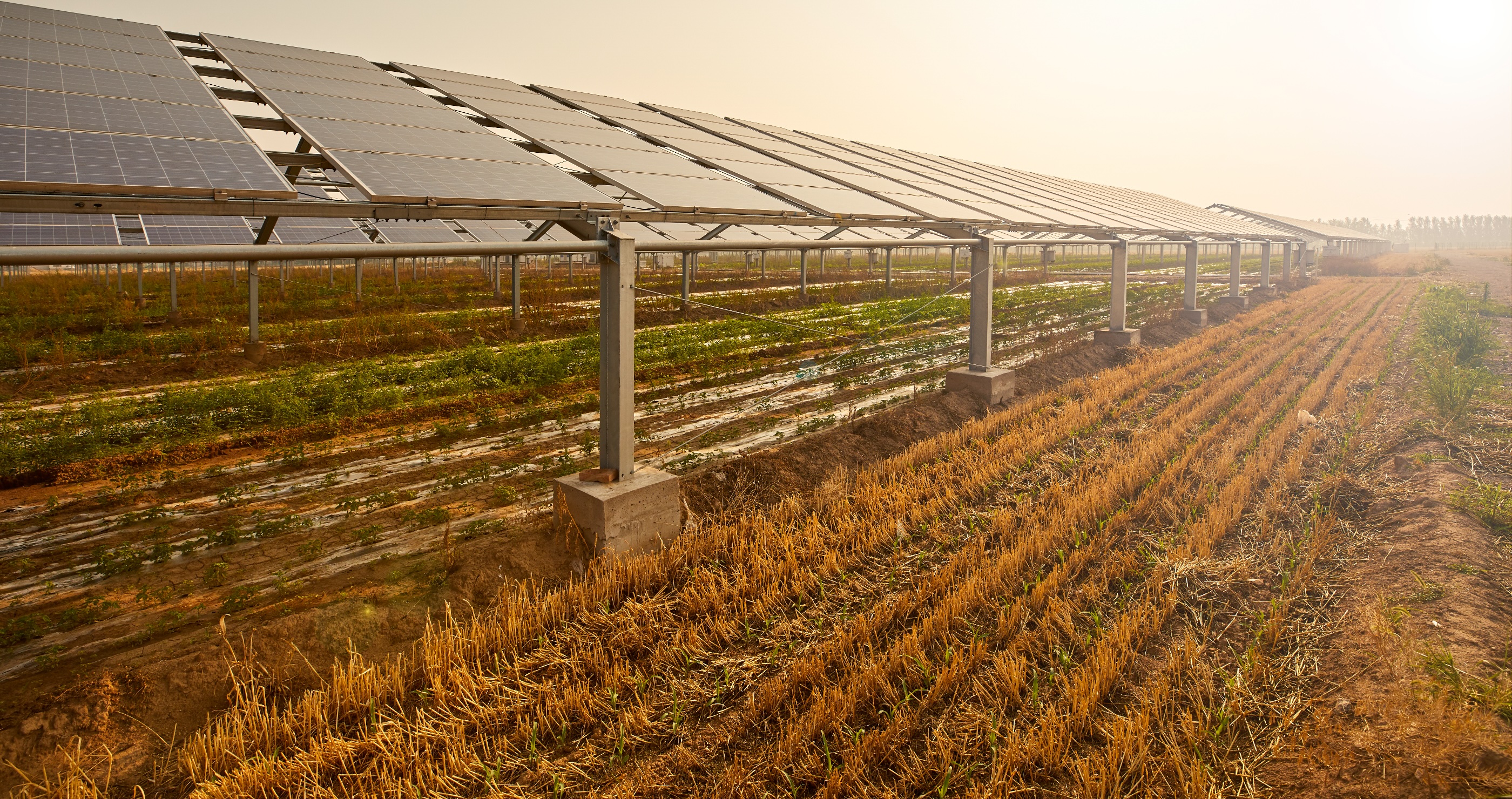 Combo Agriculture-Solar Farm Is Now Having Trouble Selling Its Power