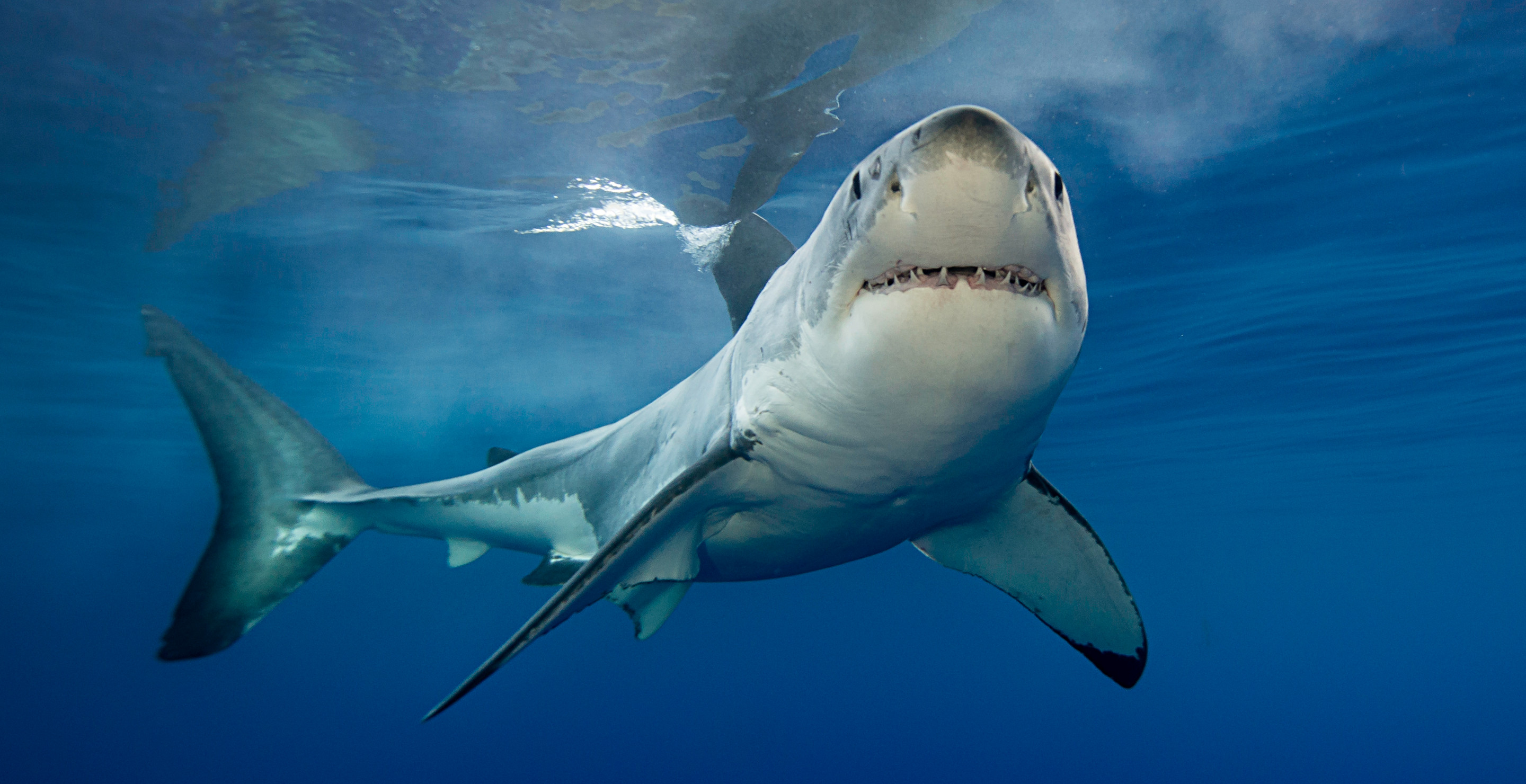 Congress Seeking Solutions To Sharks Stealing Fishermen's Catches