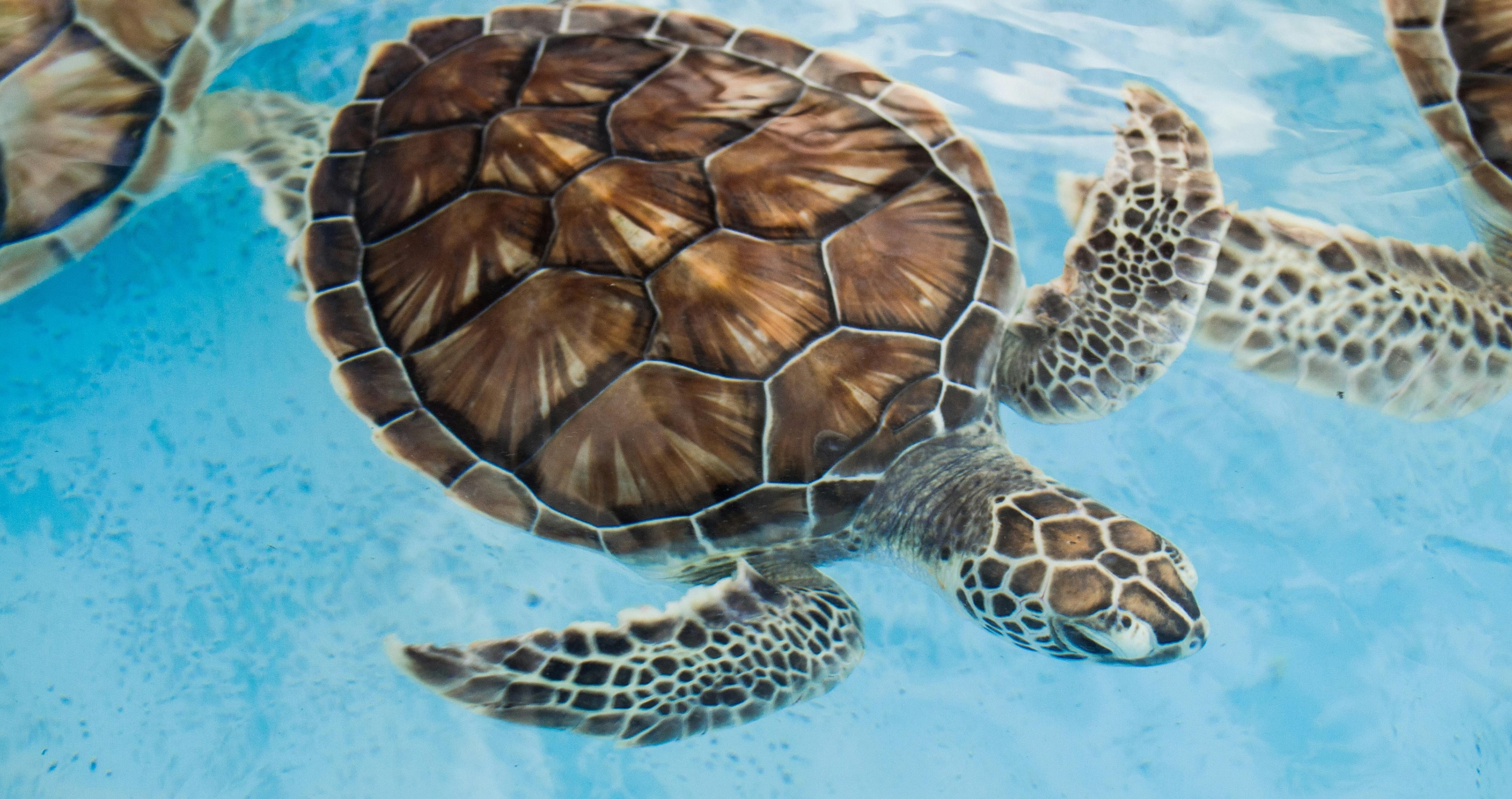 Endangered Sea Turtle Finally Released Back To Sea&nbsp;