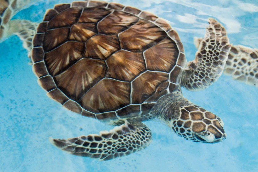 Endangered Sea Turtle Finally Released Back To Sea