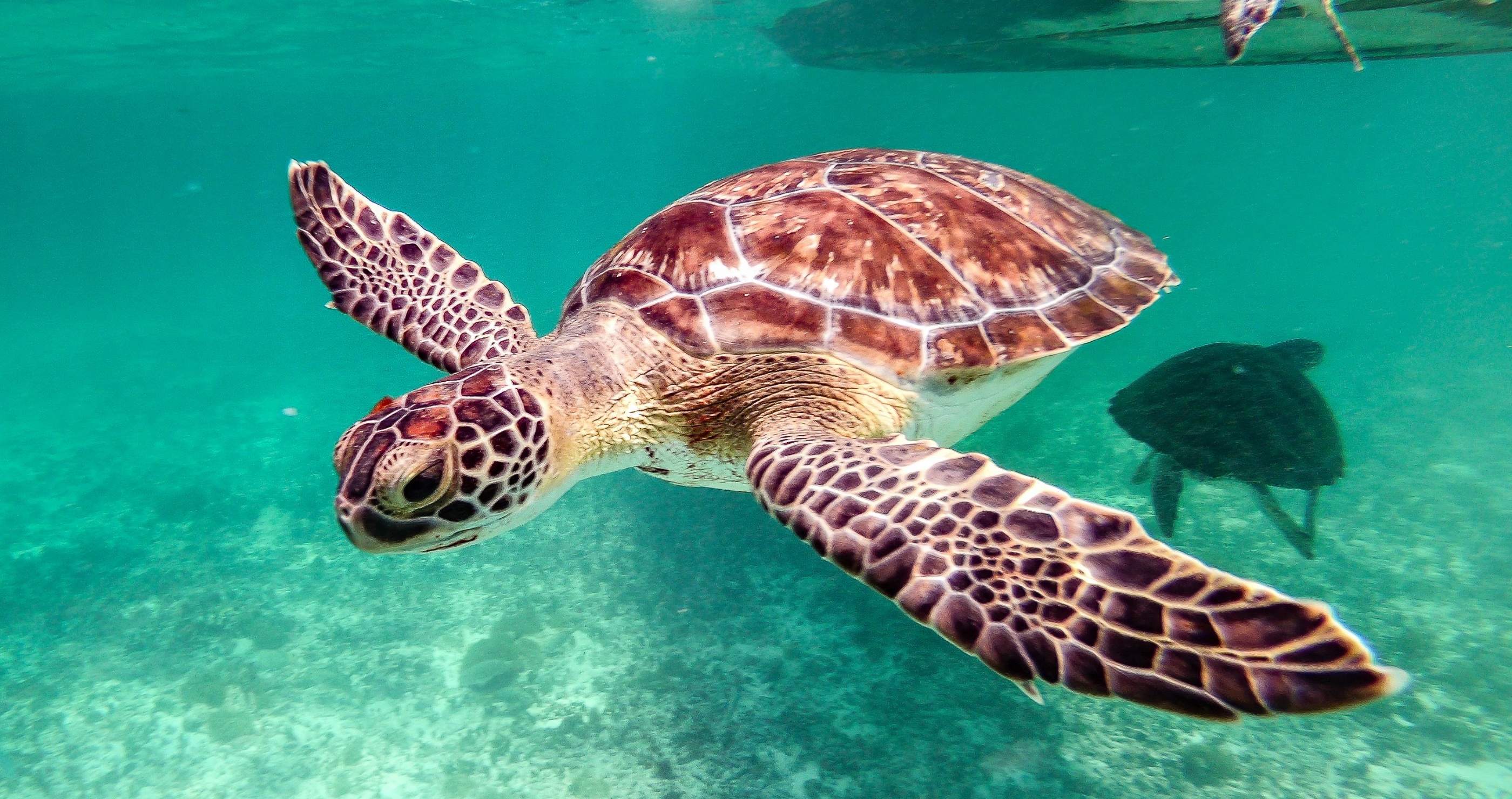 Endangered Sea Turtle Finally Released Back To Sea 