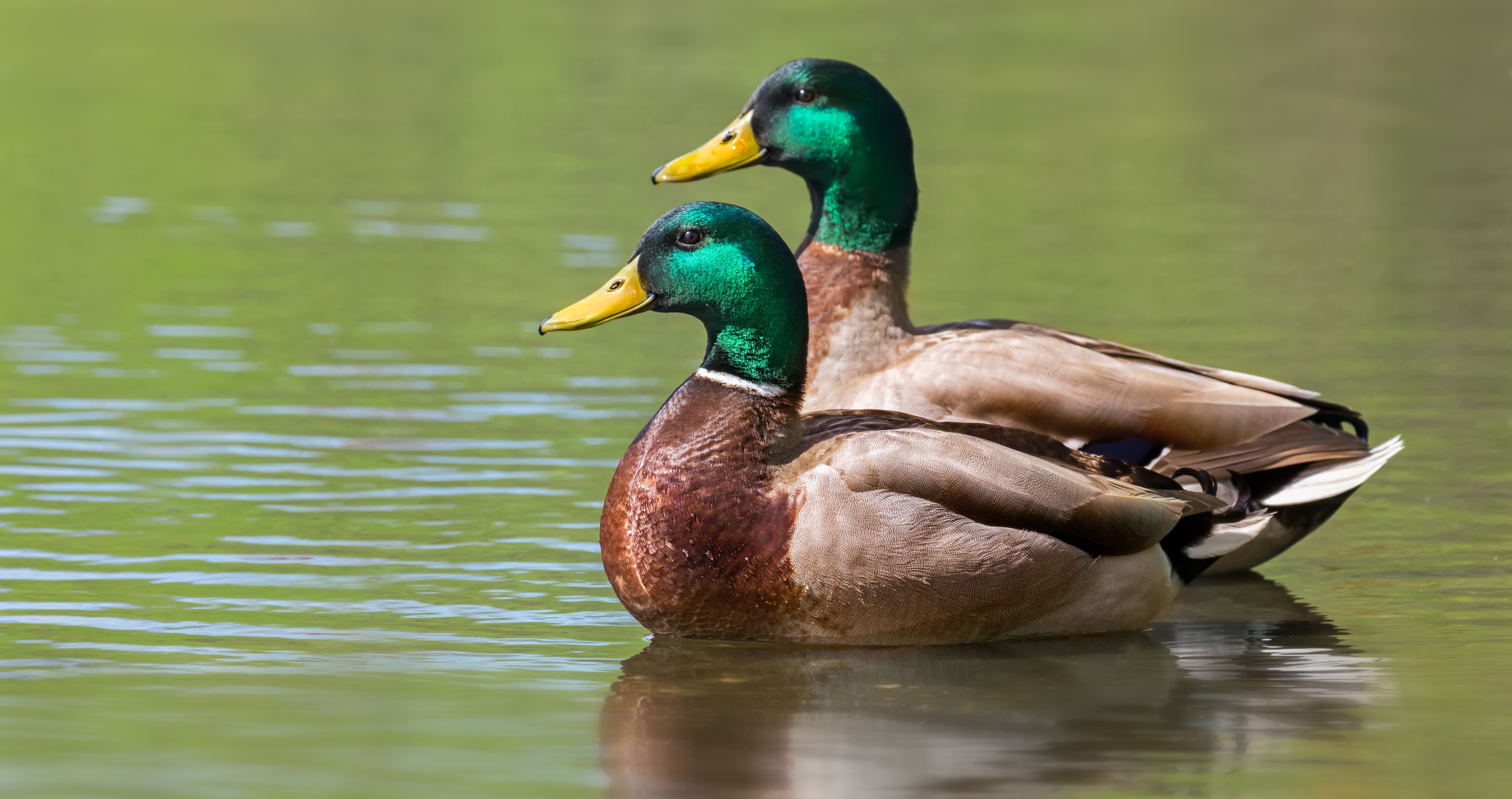 Facts About Ducks they have waterproof feathers