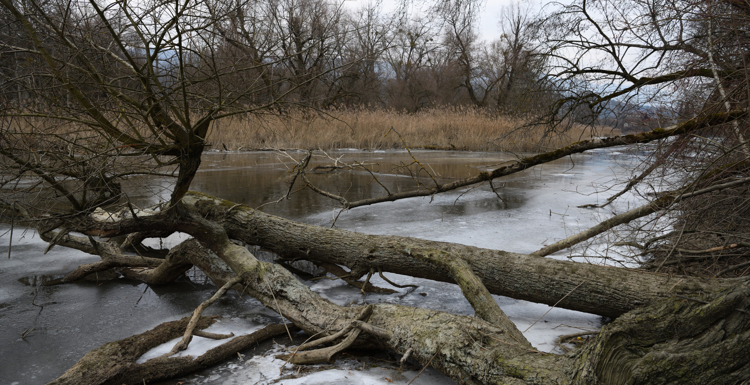 Family Speaks Out After 13-Year-Old Dies After Being Pinned Underwater By Tree