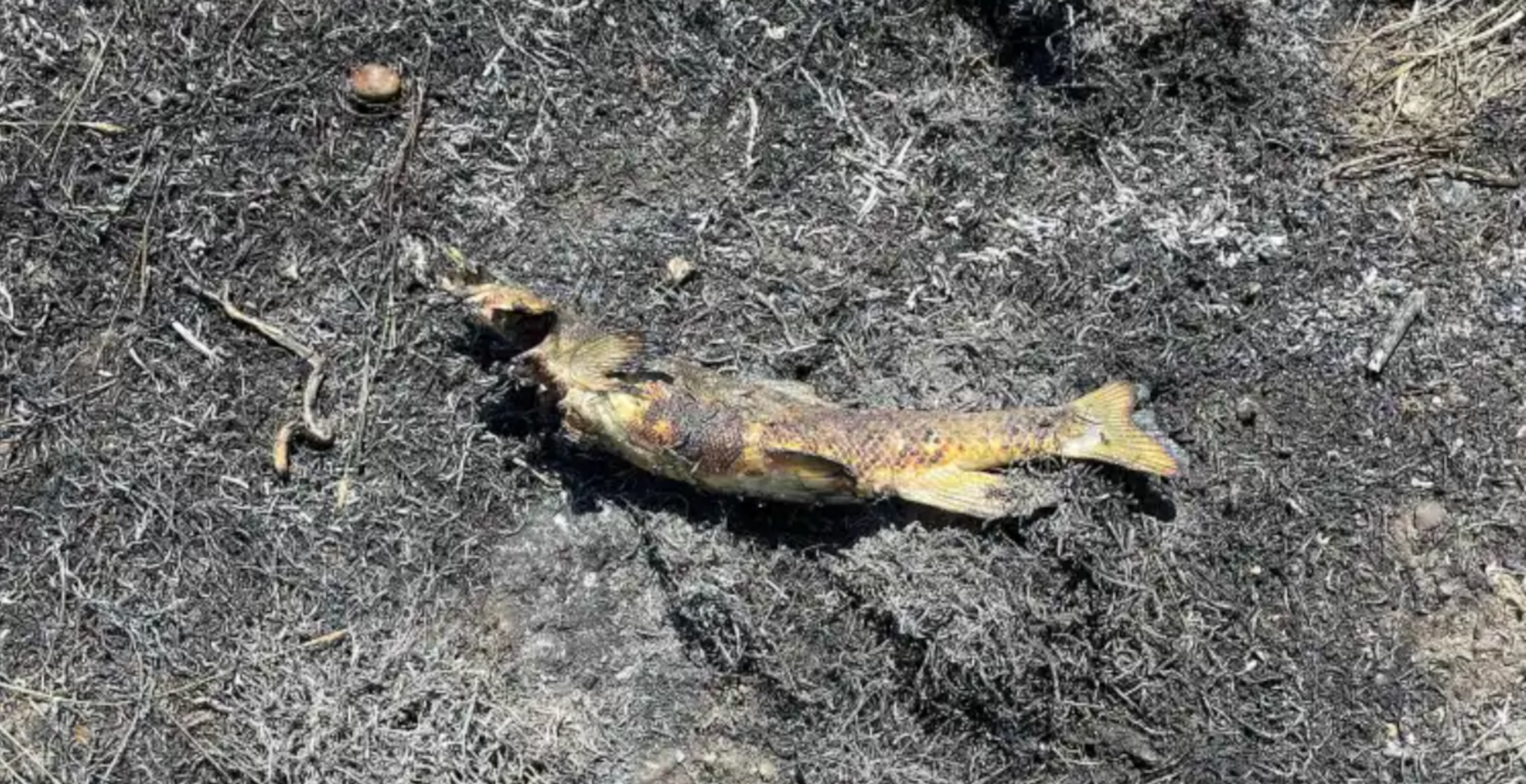 Fish Falling from the Sky Sparks Wildfire