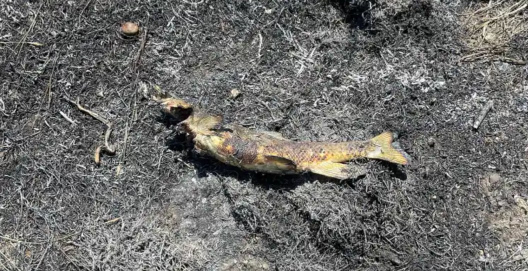 Fish Falling from the Sky Sparks Wildfire