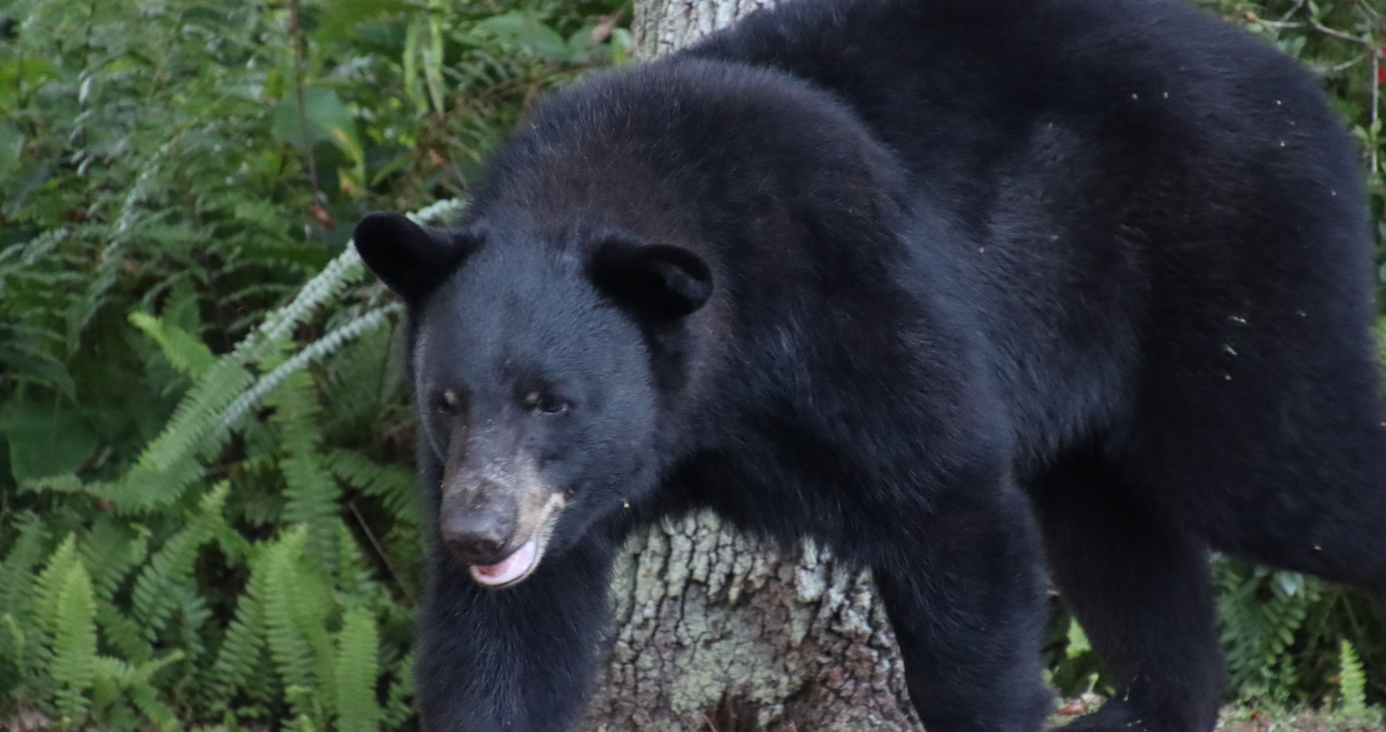 Florida Approves First Black Bear Hunt In A Decade