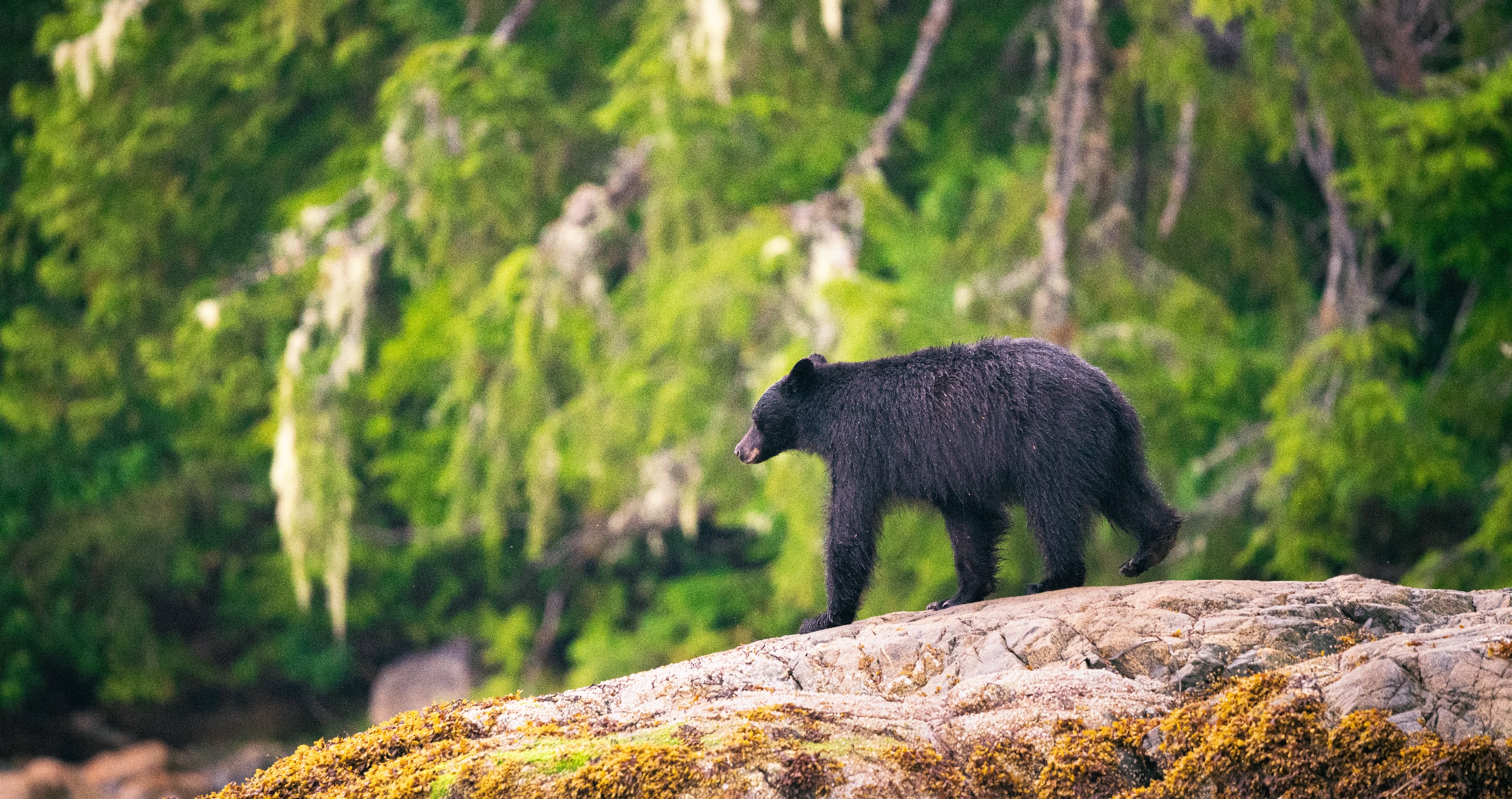 Florida Approves First Black Bear Hunt In A Decade