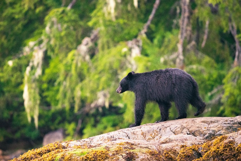 Florida Approves First Black Bear Hunt In A Decade