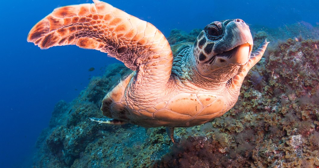 Hawksbill Turtle one of the animals on the brink of extinction