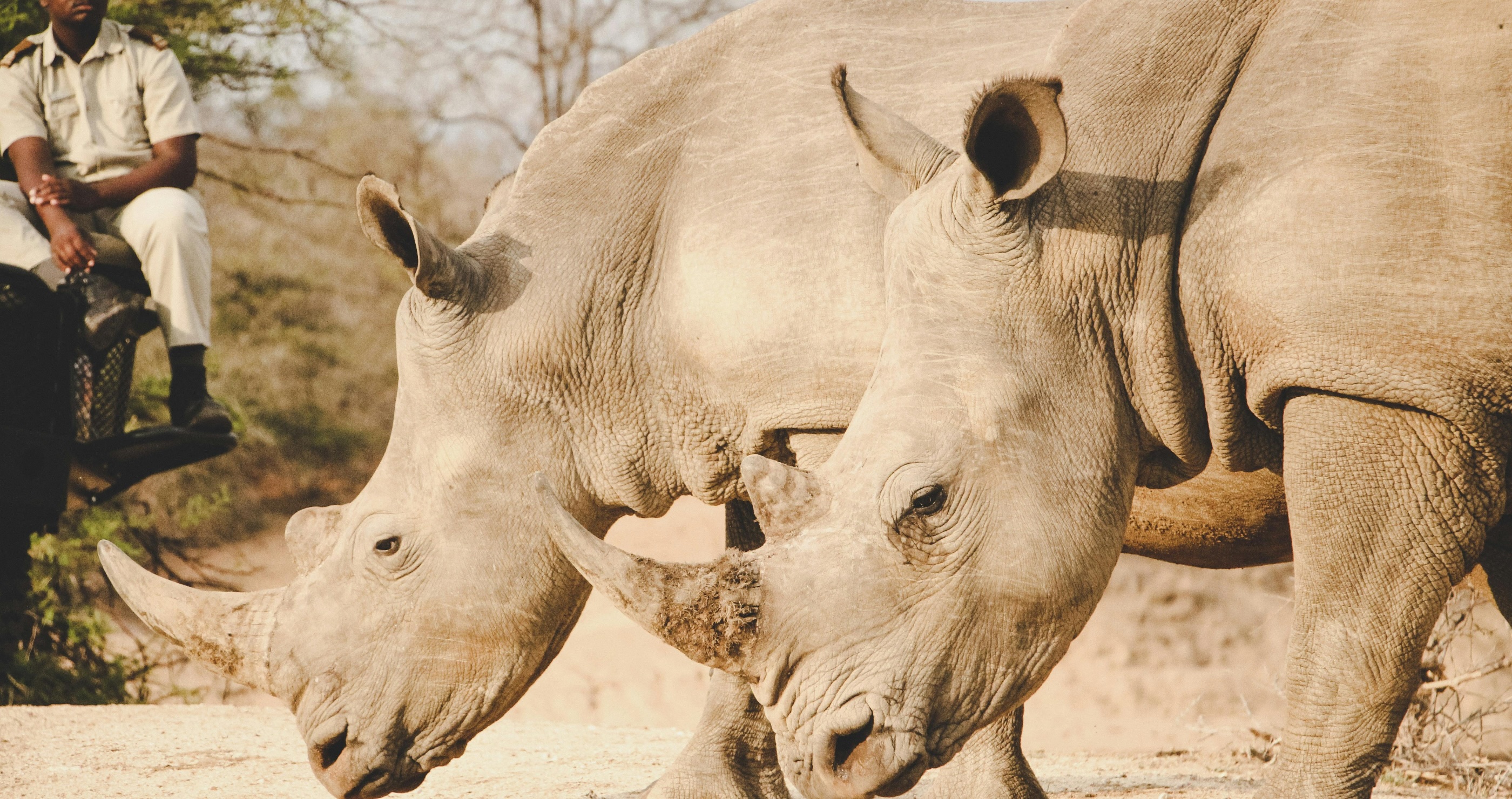 How Radioactive Rhinos May Stop Poaching Once And For All