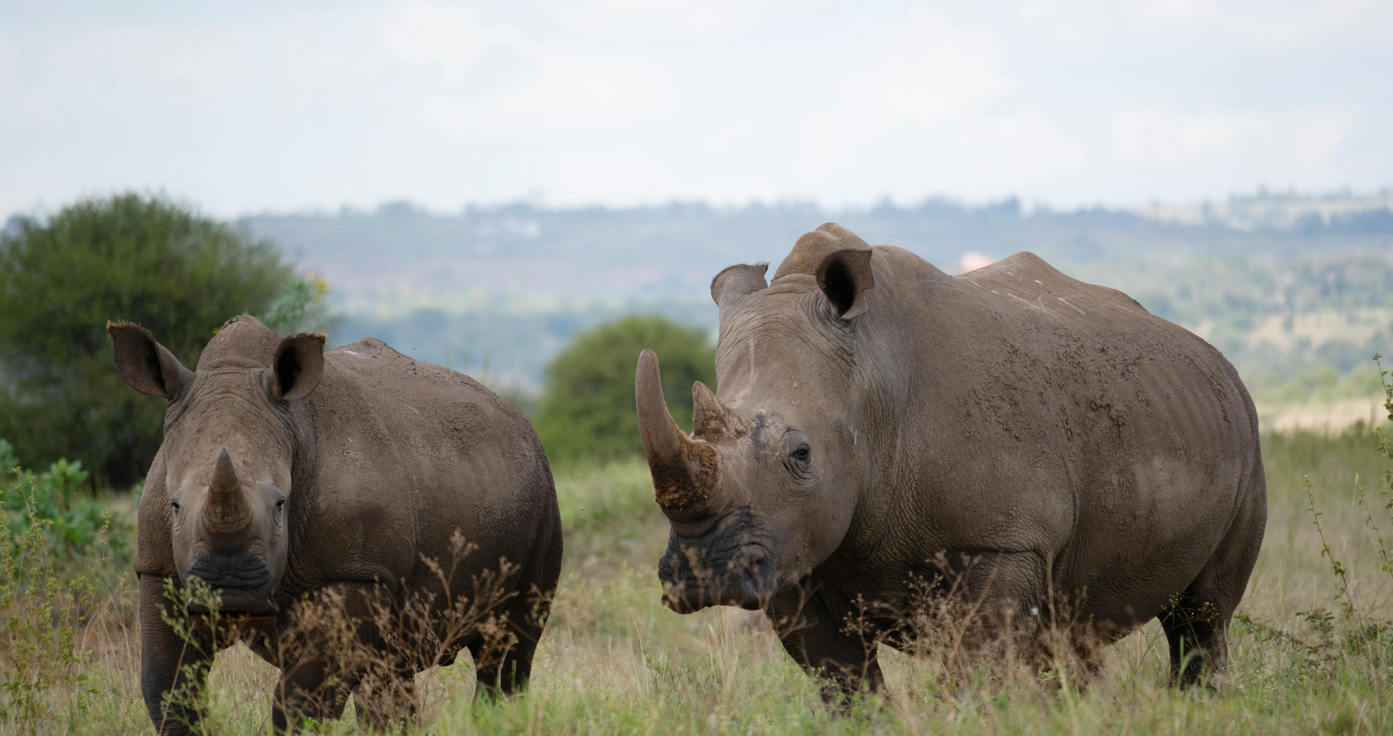 How Radioactive Rhinos May Stop Poaching Once And For All