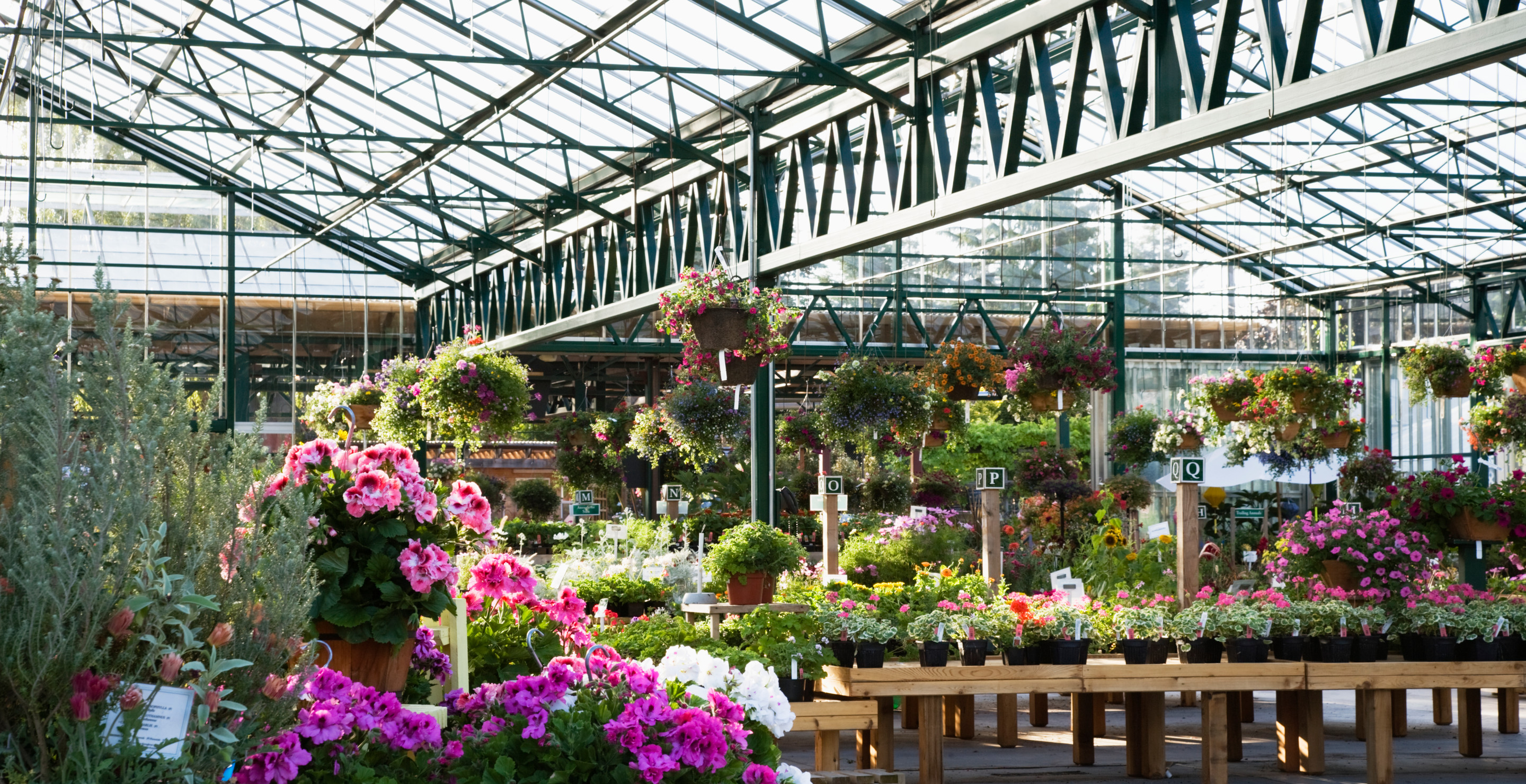 If You See This Plant At Your Local Garden Store, Don't Buy It