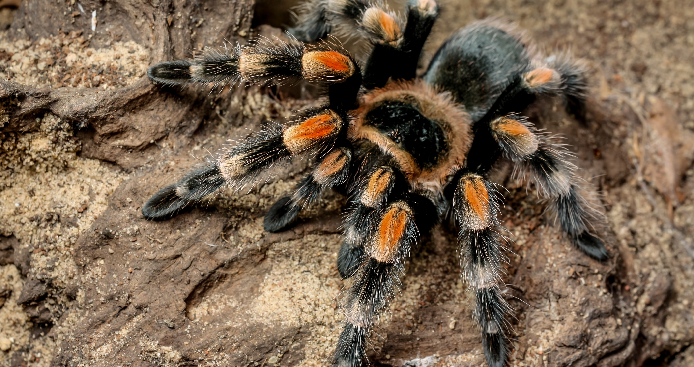 Landlord Faces Worst Nightmare After Tenant Left 22 Tarantulas Behind