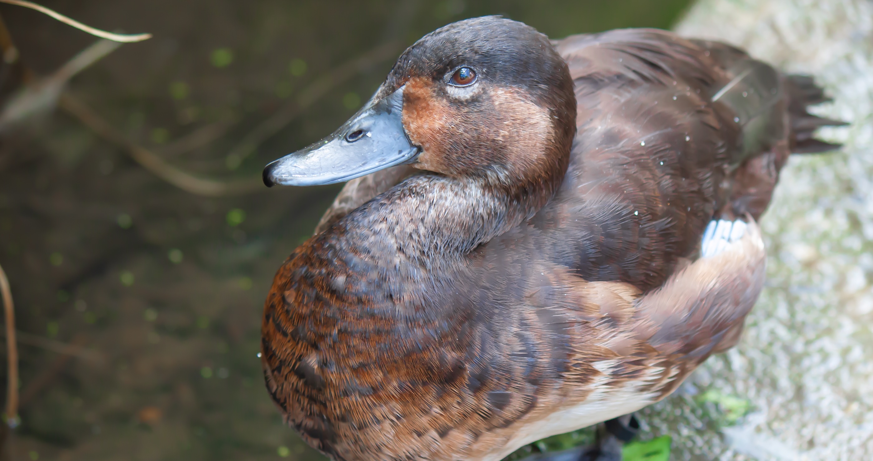 Madagascar Pochard