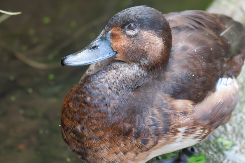 Madagascar Pochard