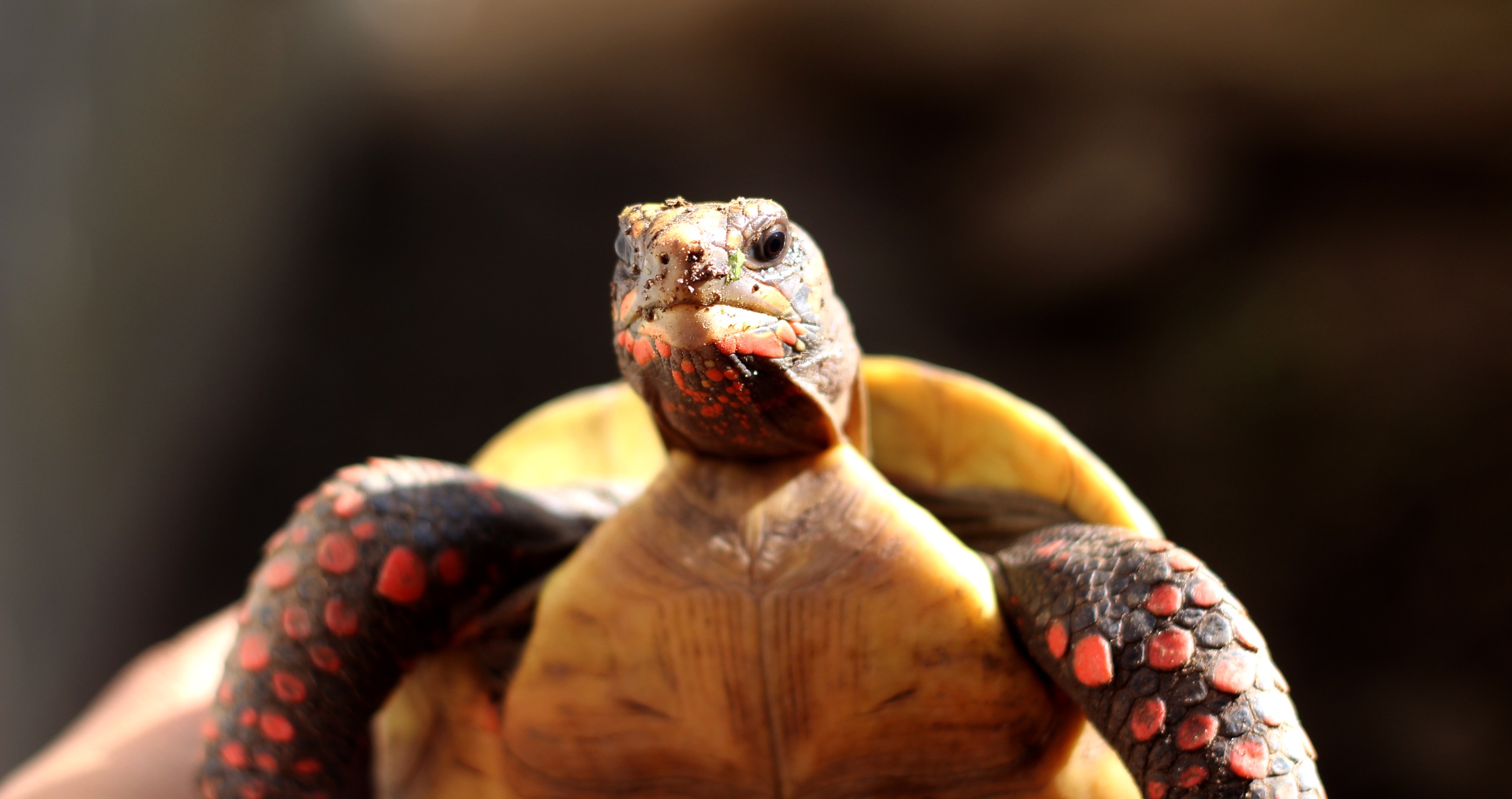 Man Arrested In Brazil After Authorities Made A Shocking Discovery baby tortoise