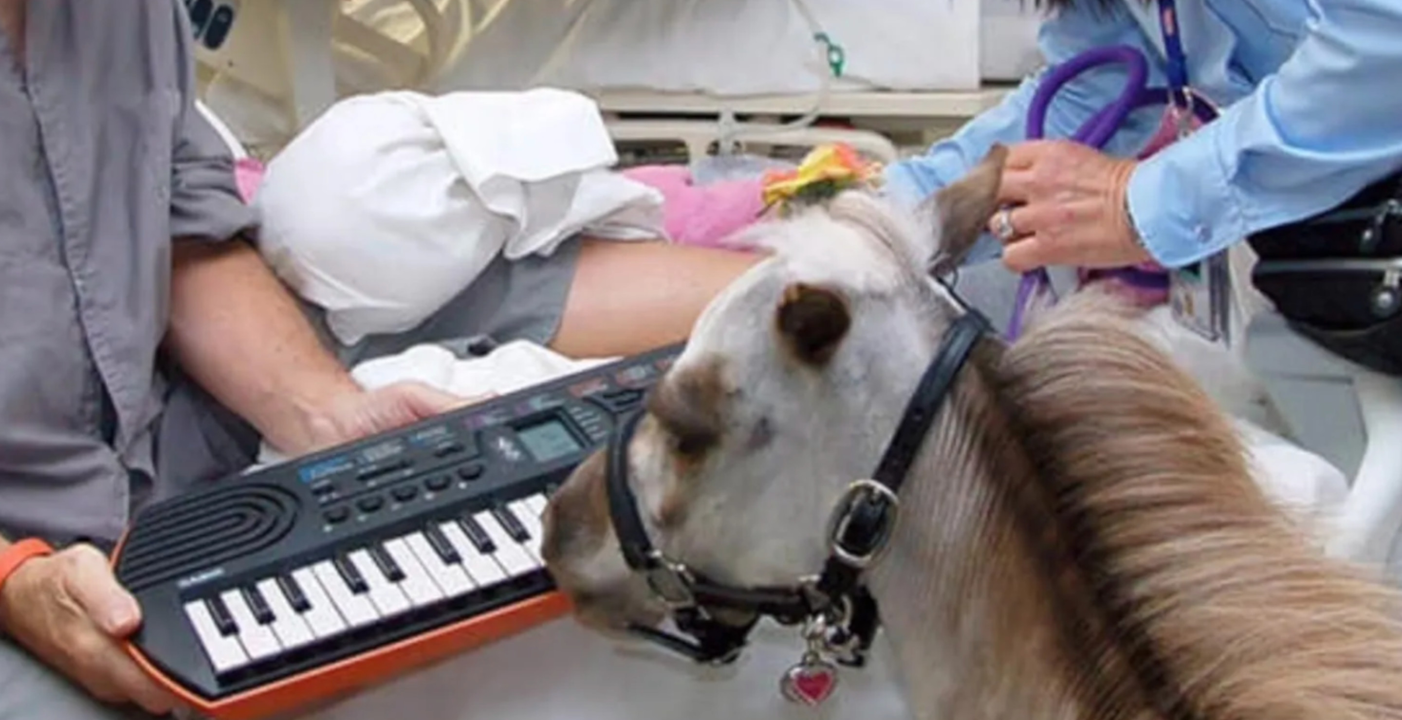 Miniature Therapy Horses Can Play The Keyboard And It's Totally Rad